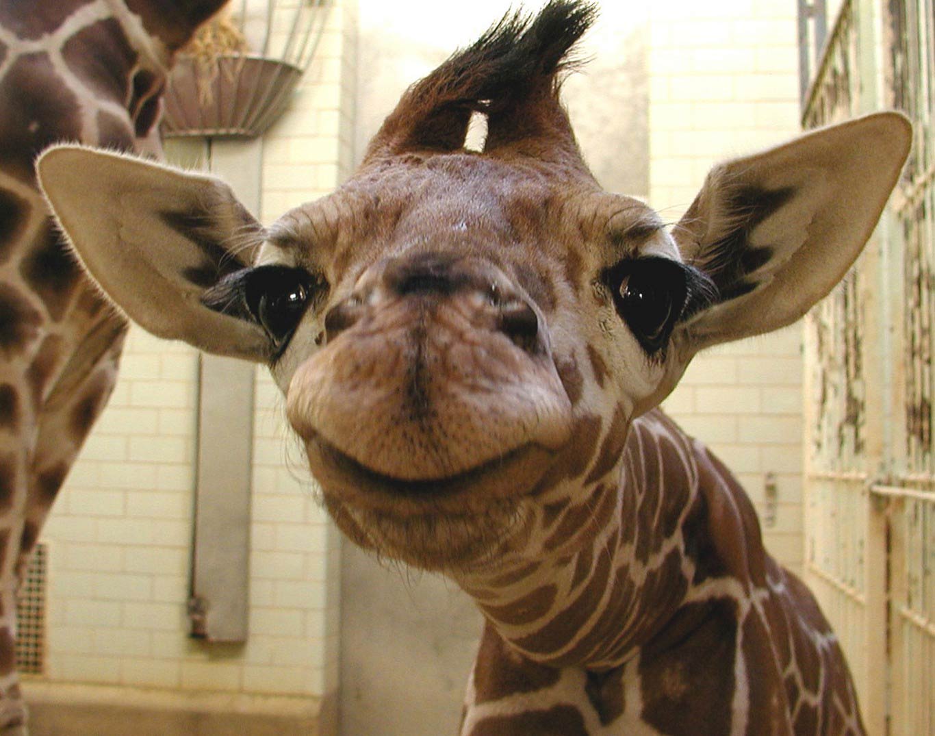 Cute Baby Giraffe. Top quality wallpaper