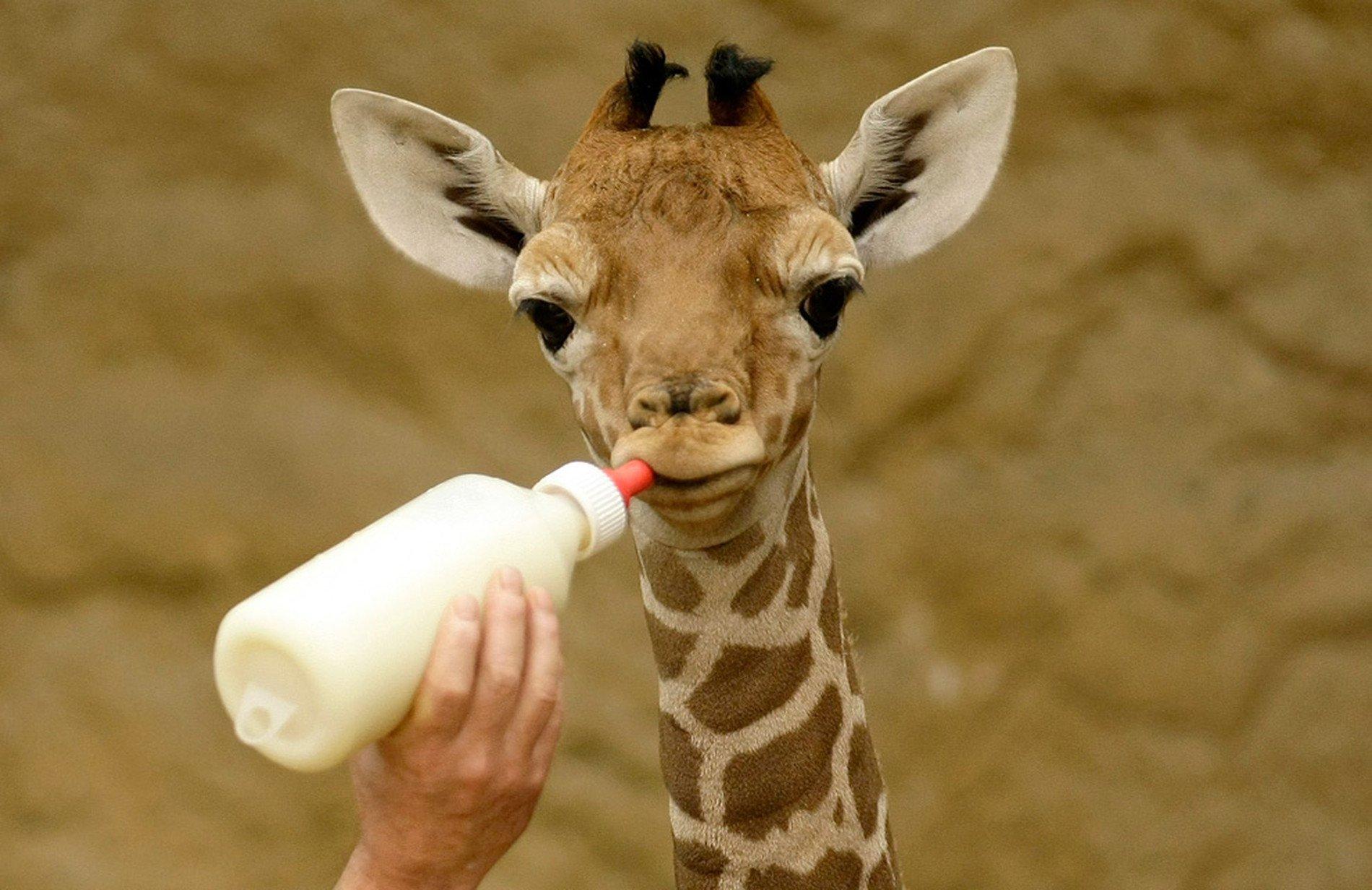 Baby Giraffe, HD Widescreen Wallpaper For Free