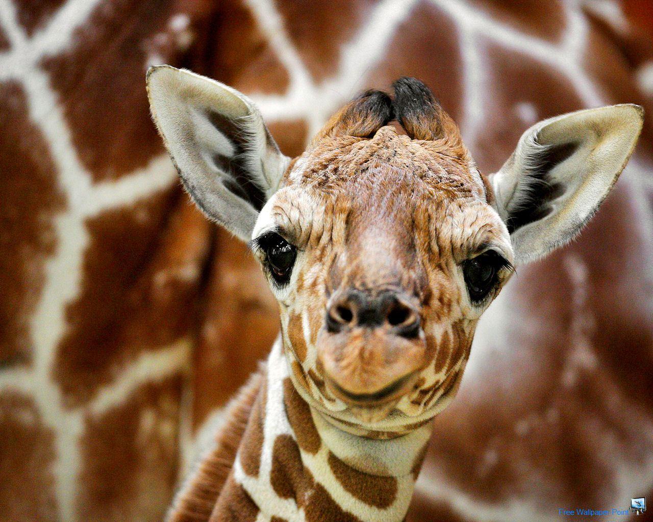 Free Best Pics: Baby Giraffe Wallpaper