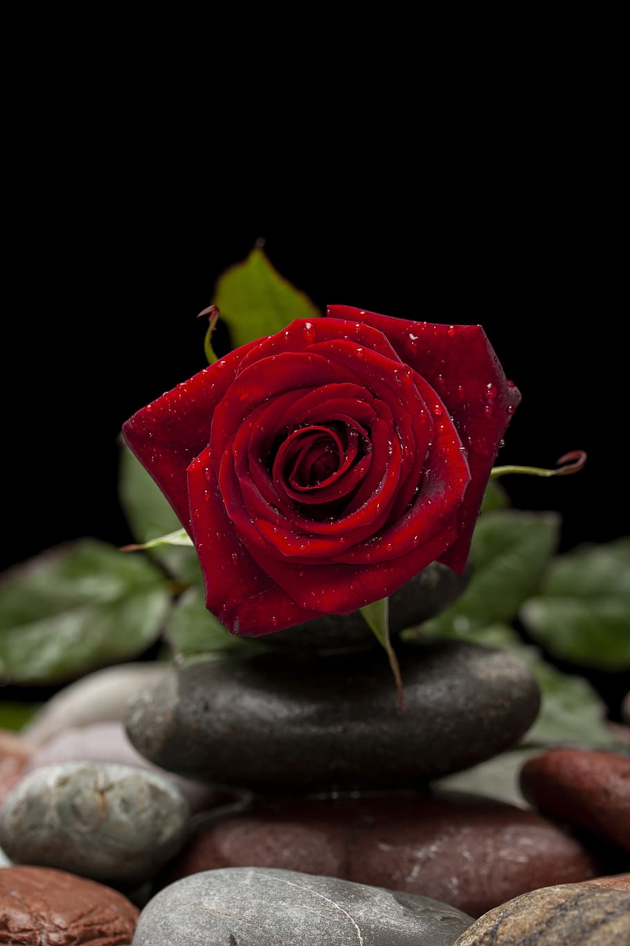 Rose Day Photography HD Wallpapers - Wallpaper Cave