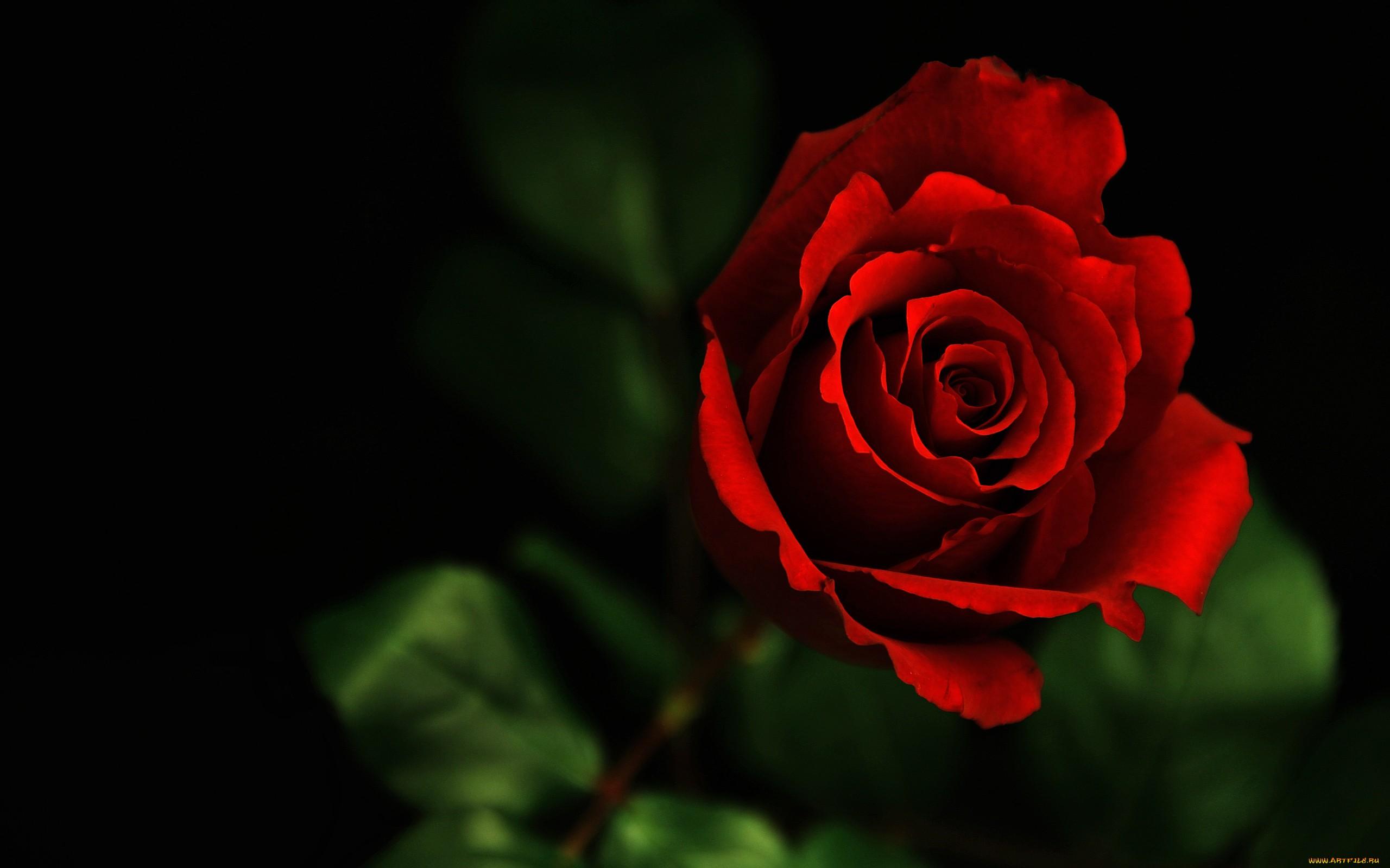 Beautiful Flower Red Rose Photo wallpaperx1600