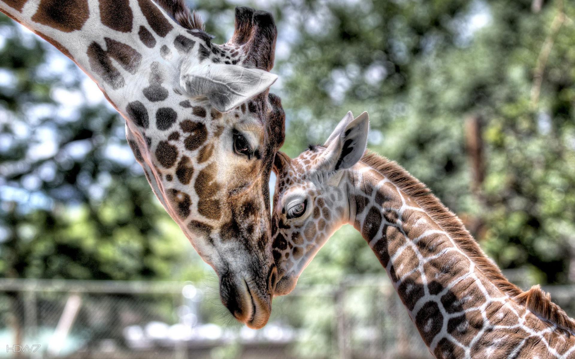 animals momma baby giraffe love. HD wallpaper gallery