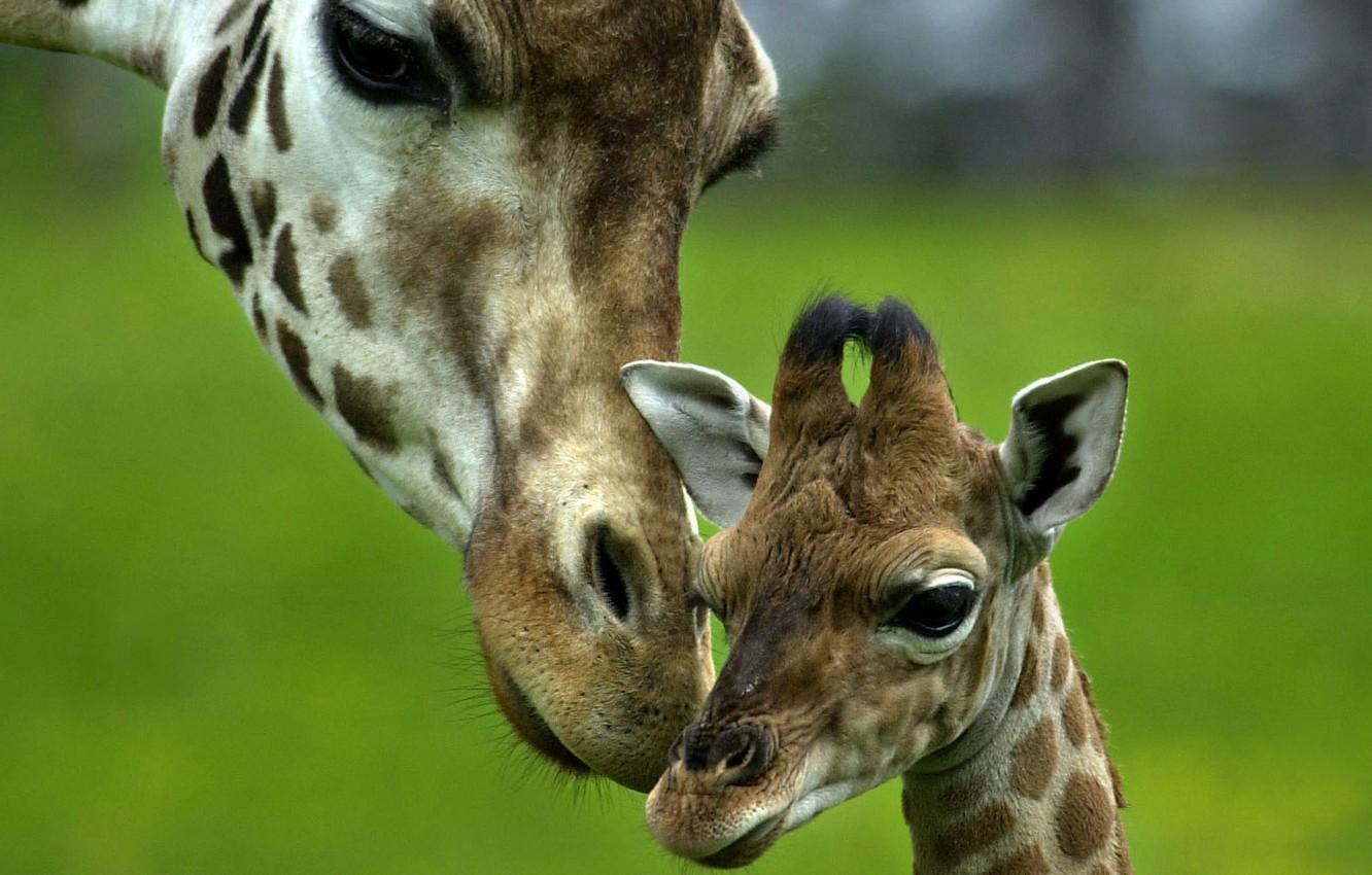 Wallpaper love, tenderness, baby, giraffe, care, mom image