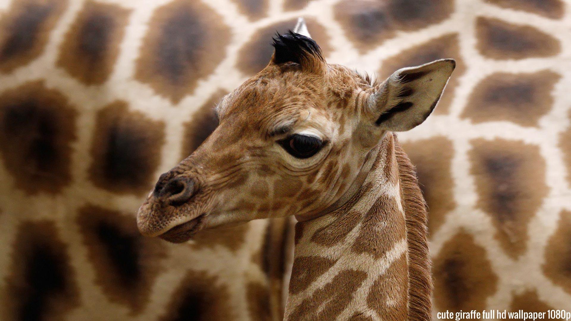 Free download Baby Giraffe Wallpaper HD Cute Giraffe Full HD
