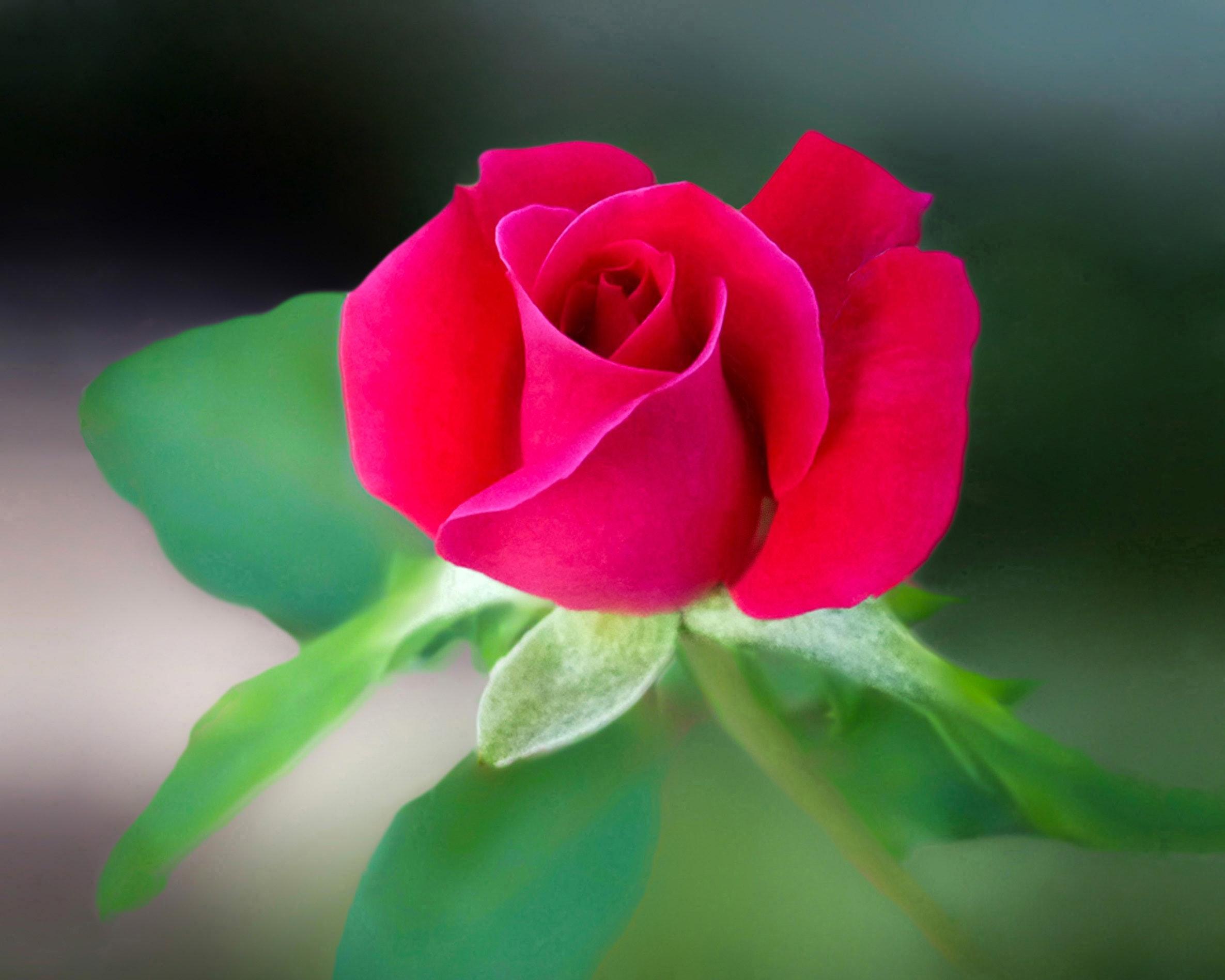 Red Rose Flower · Free