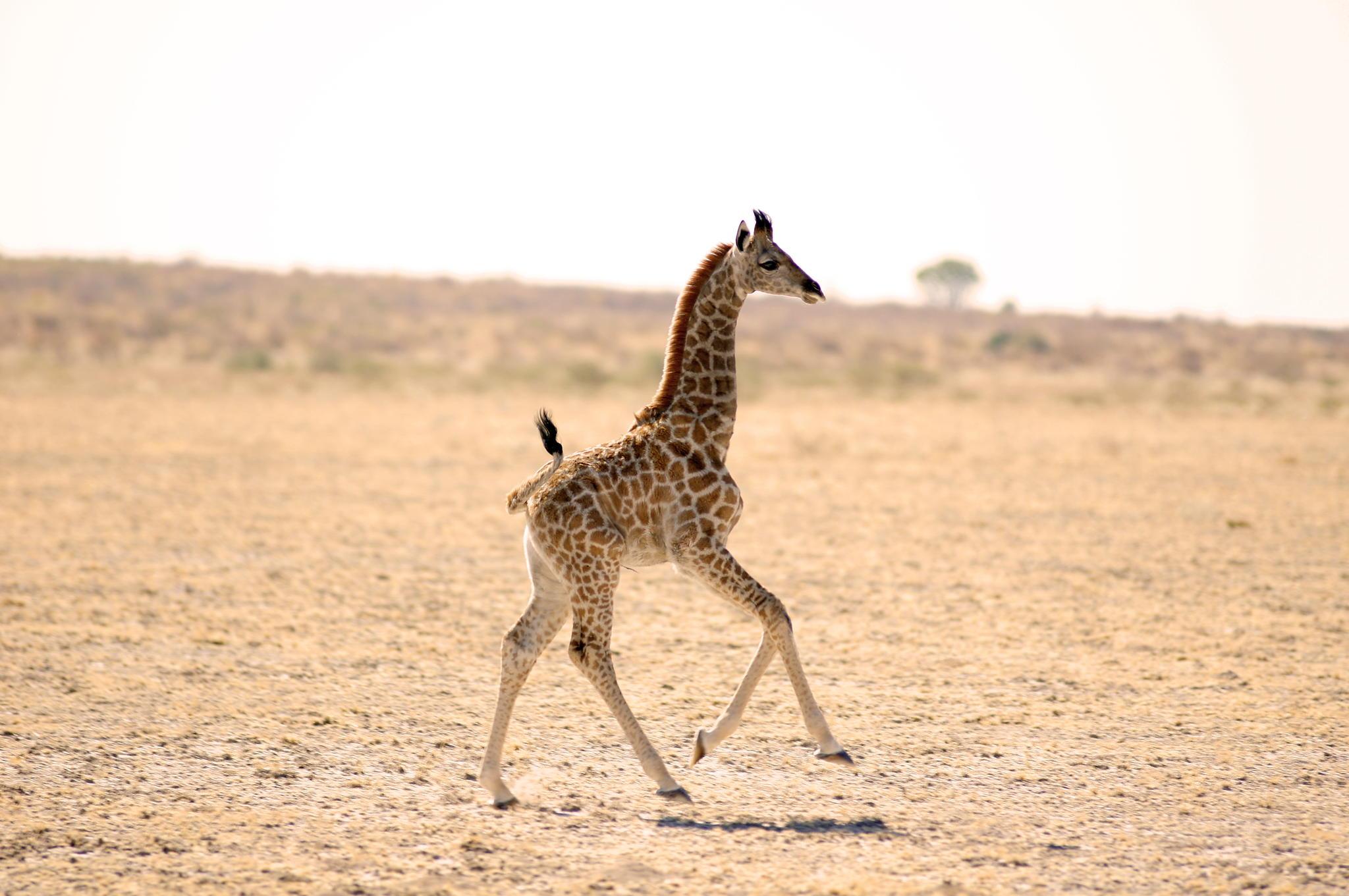 Best Photo of Cute Baby Giraffes