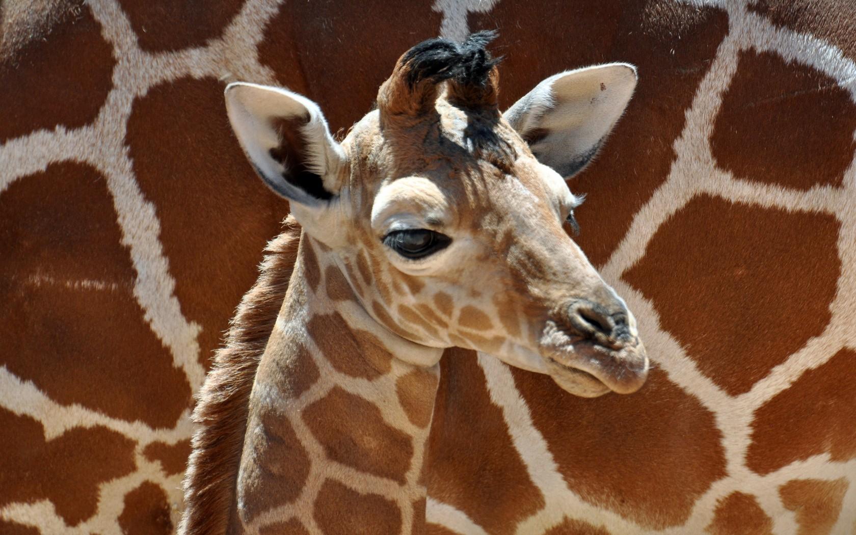 Little Giraffe Baby wallpaper