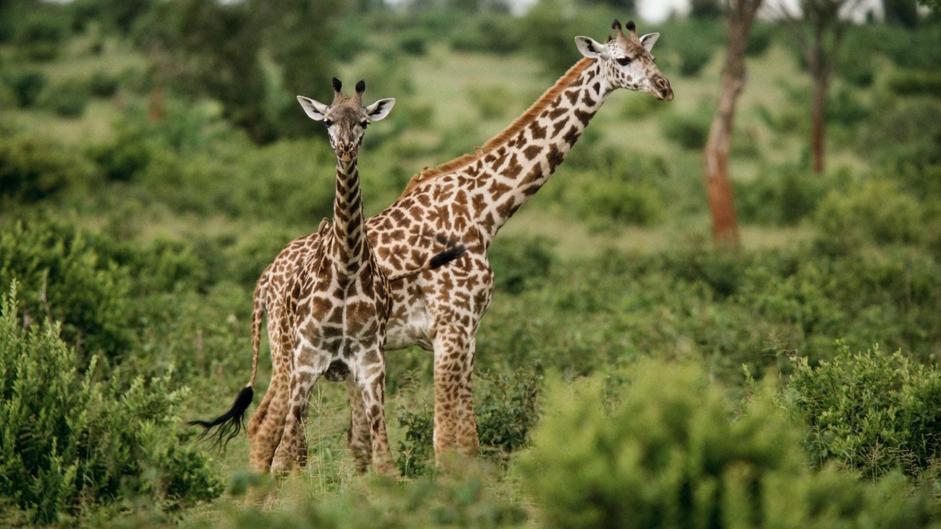 animals, Giraffes, Baby, Animals Wallpaper HD / Desktop