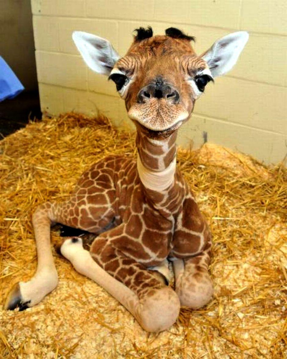 Giraffe Baby Animals HD Wallpaper