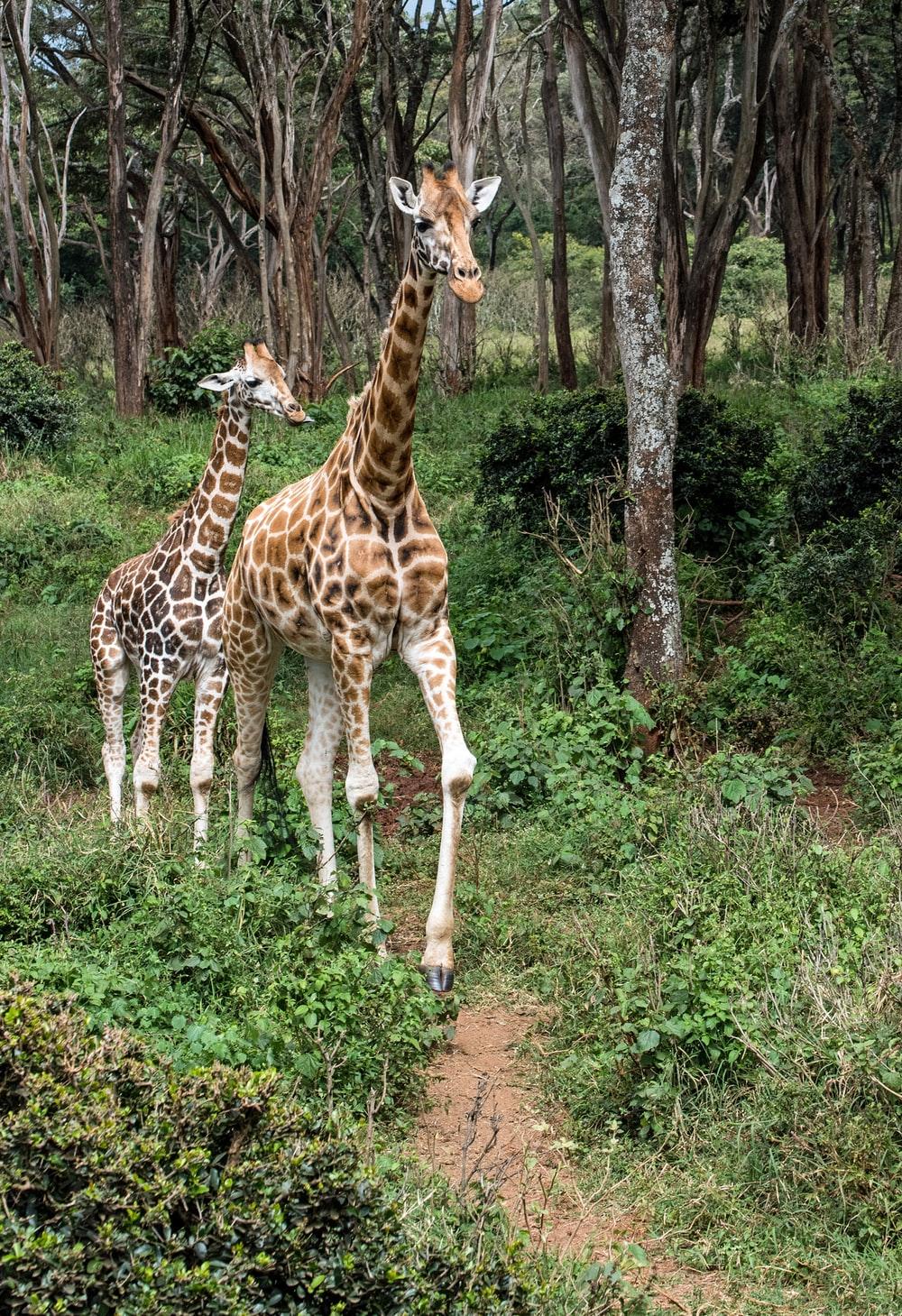 Baby Giraffe Picture. Download Free Image