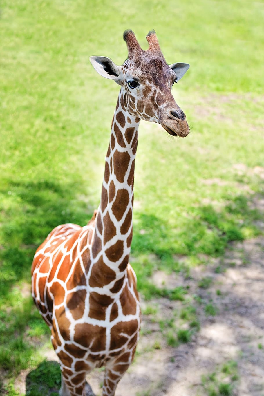 Baby giraffe 1080P, 2K, 4K, 5K HD wallpaper free download