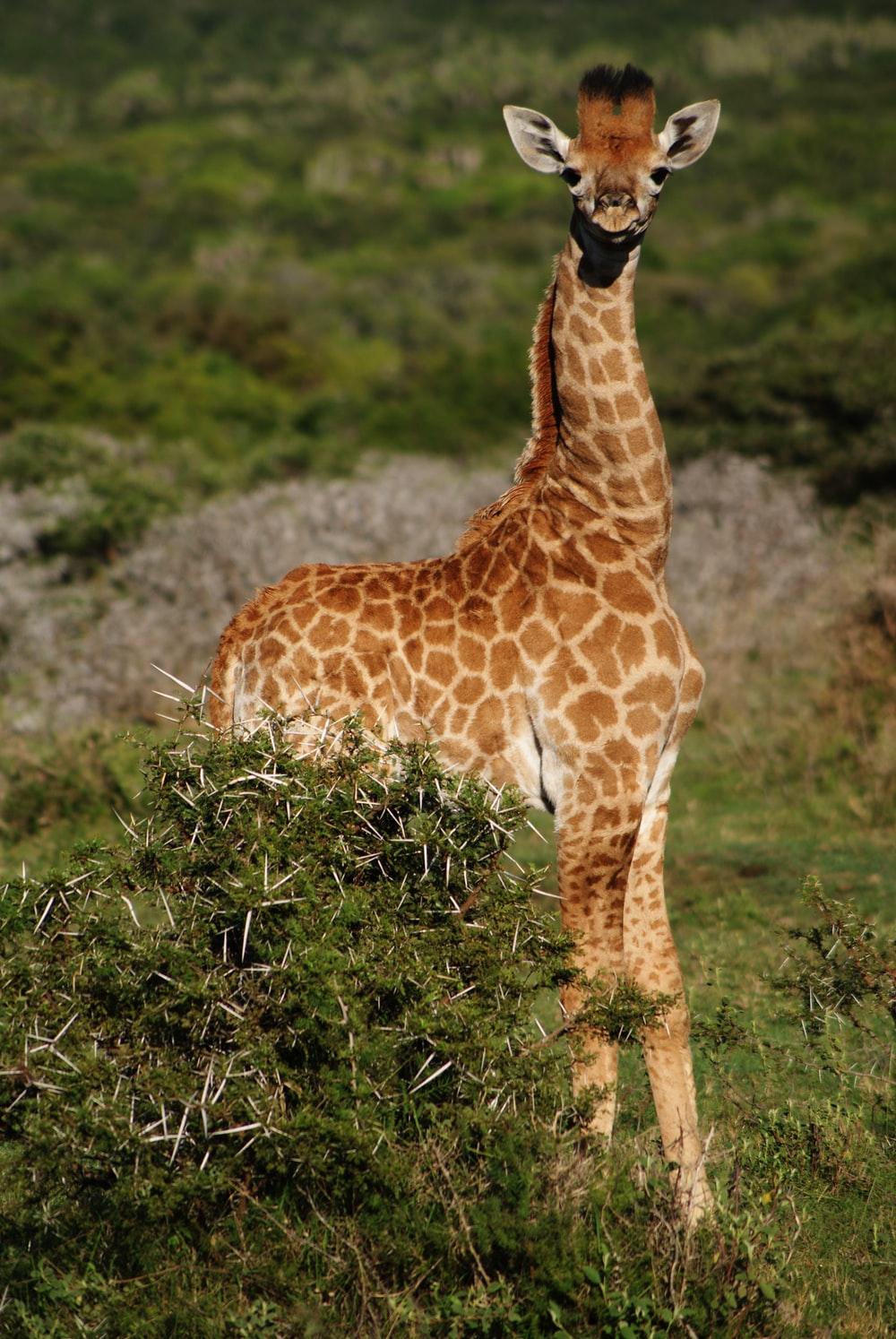 Baby Giraffe Picture. Download Free Image