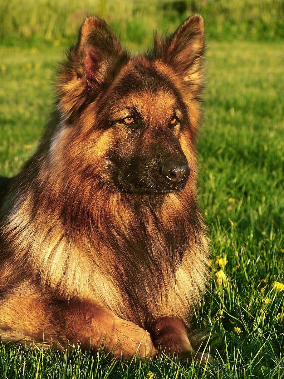 Dog Friend Wallpapers Wallpaper Cave dog-friend-wallpapers-wallpaper-cave