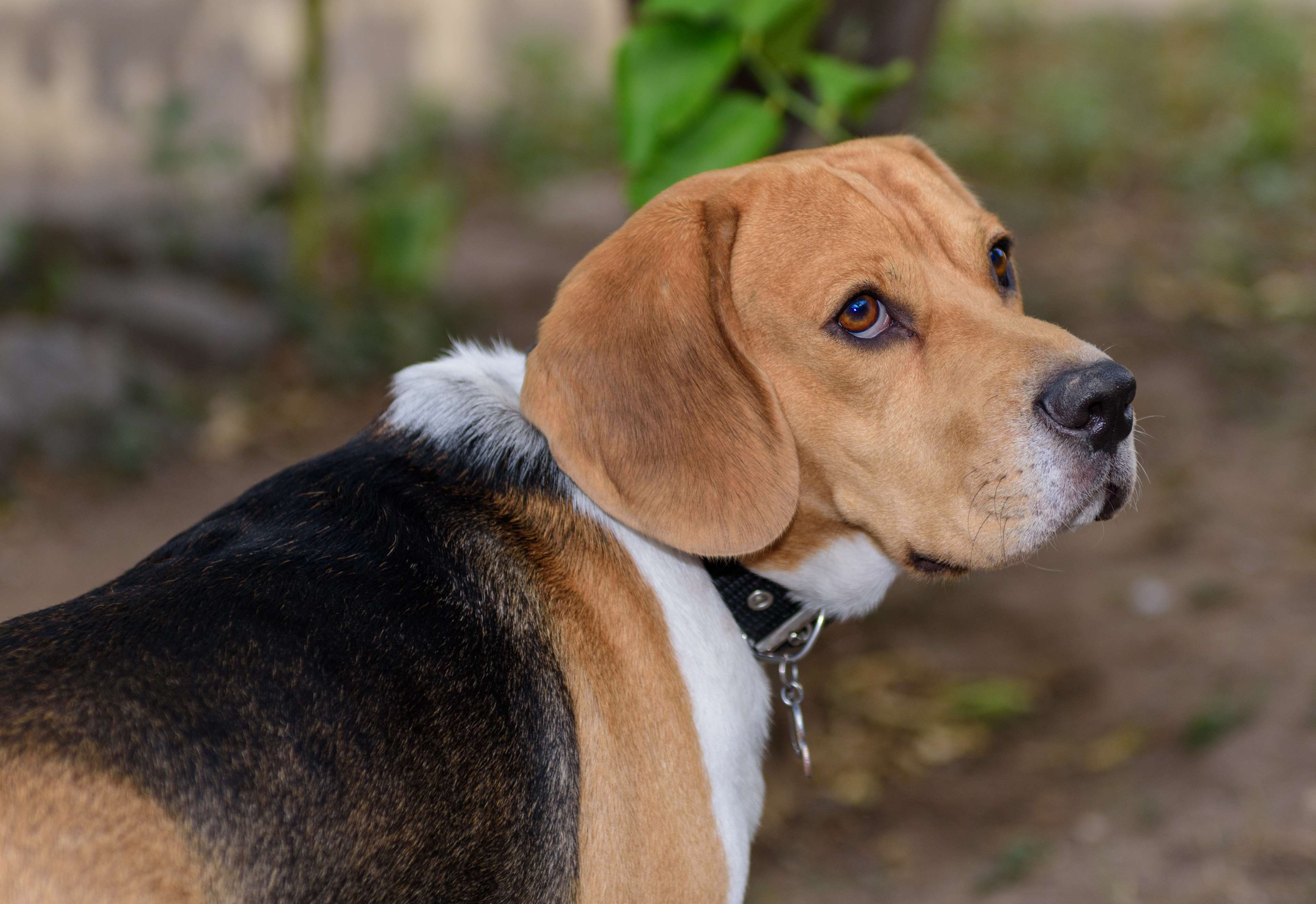 Animal, Attention, Beagle, Cute, Dog, Friend, Loving, 4k
