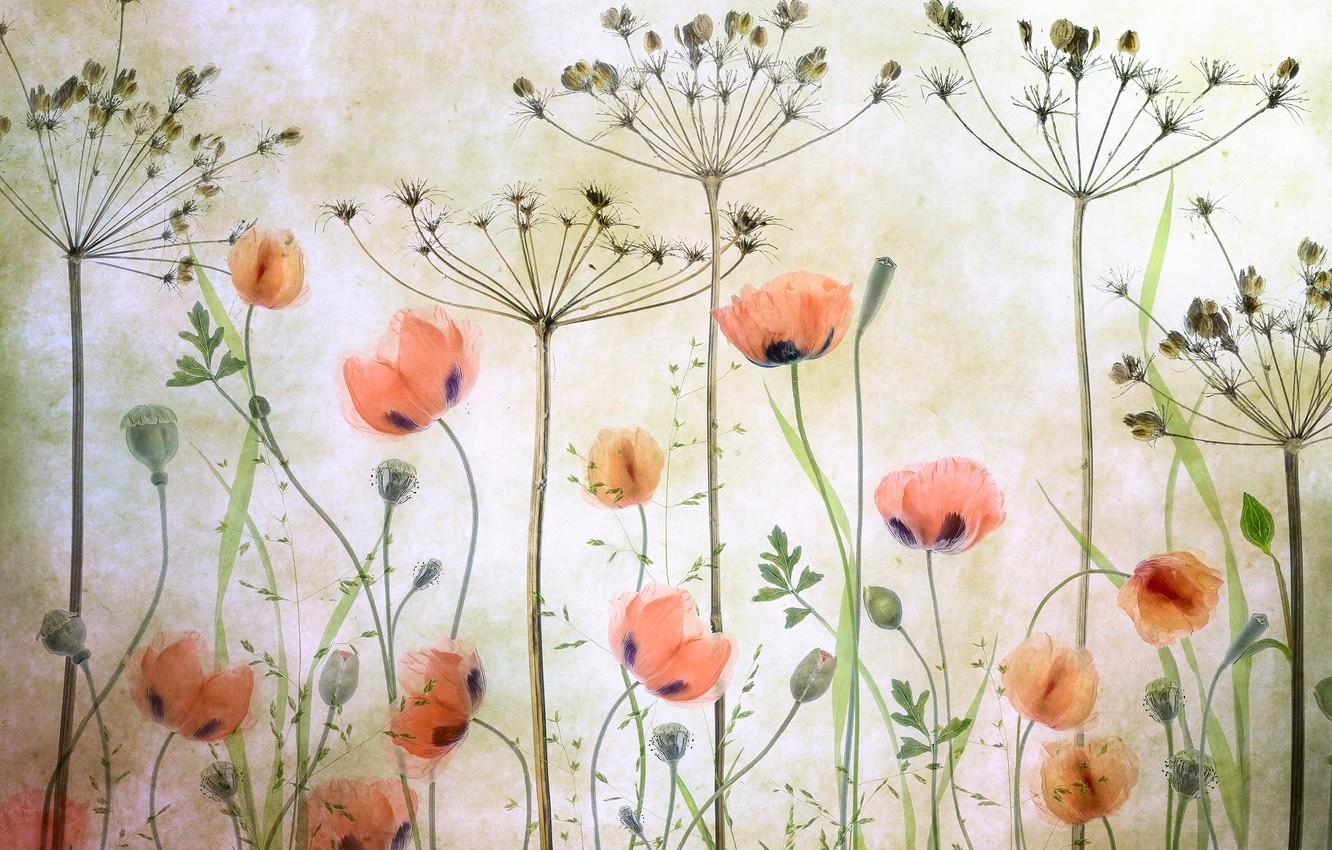 Dill Wallpapers - Wallpaper Cave