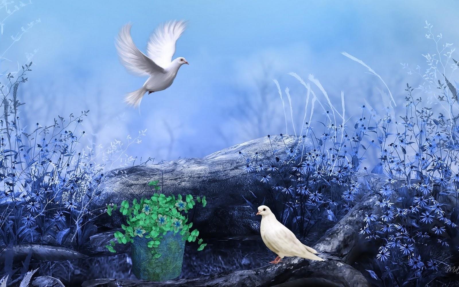 BEAUTIFUL DECENT WALLPAPERS: White Pigeons Nature Flowers Colors