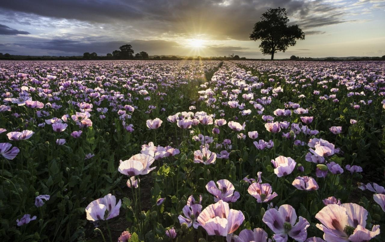 Softly Flowers Sunshine Trees wallpaper. Softly Flowers Sunshine