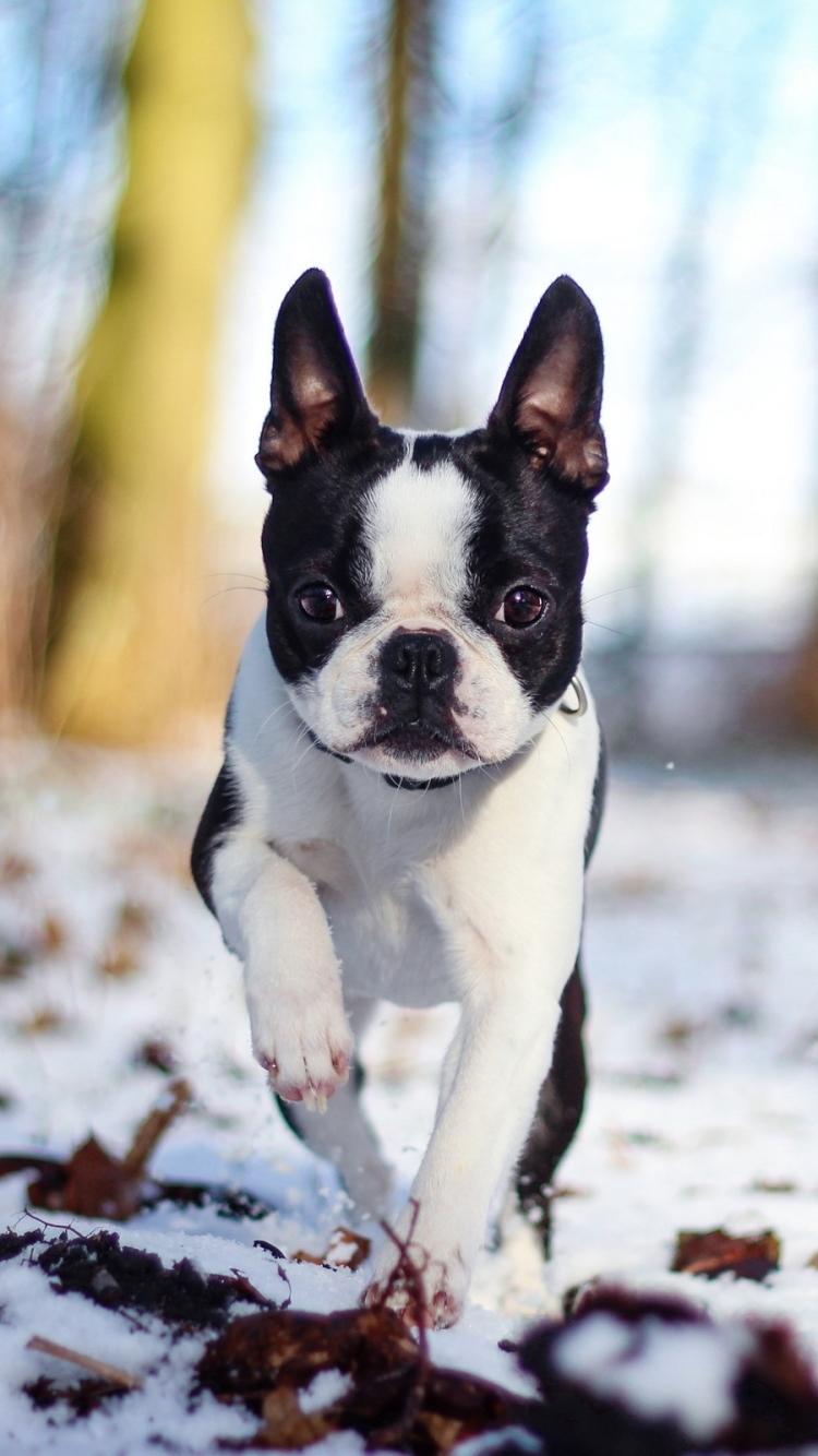 Boston Terrier iPhone Wallpapers - Wallpaper Cave