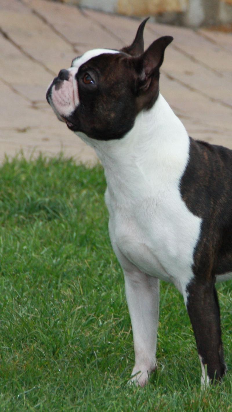 Download wallpaper 800x1420 boston terrier, dog, spotted, walk