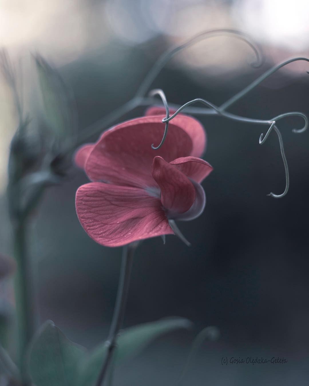 Amazing softly flower pic by Gosia. Flower picture, Most
