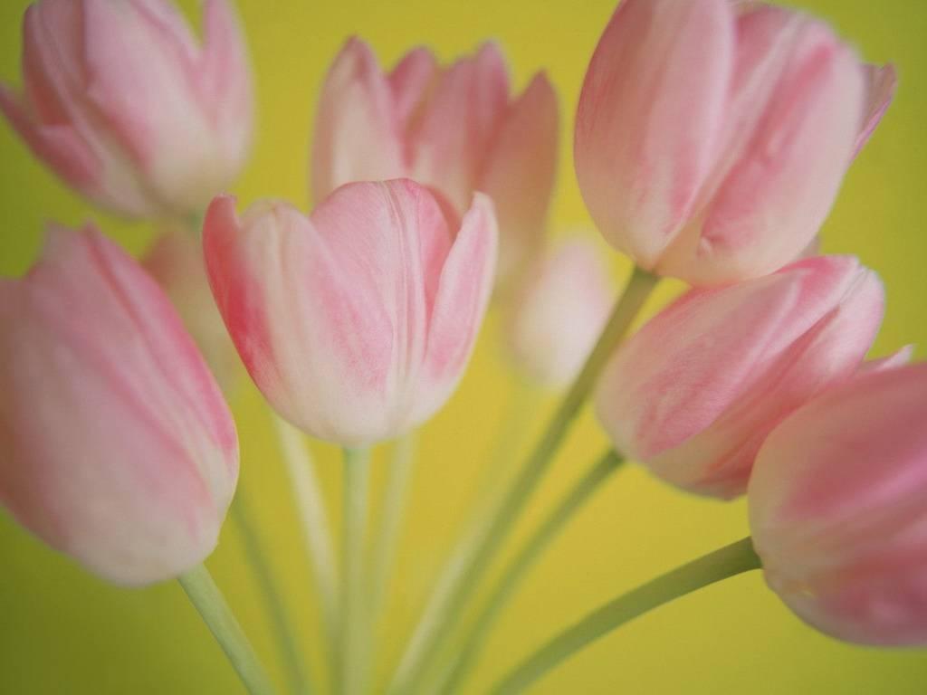 Softly pink art flowers tulips HD wallpaper. nature and landscape