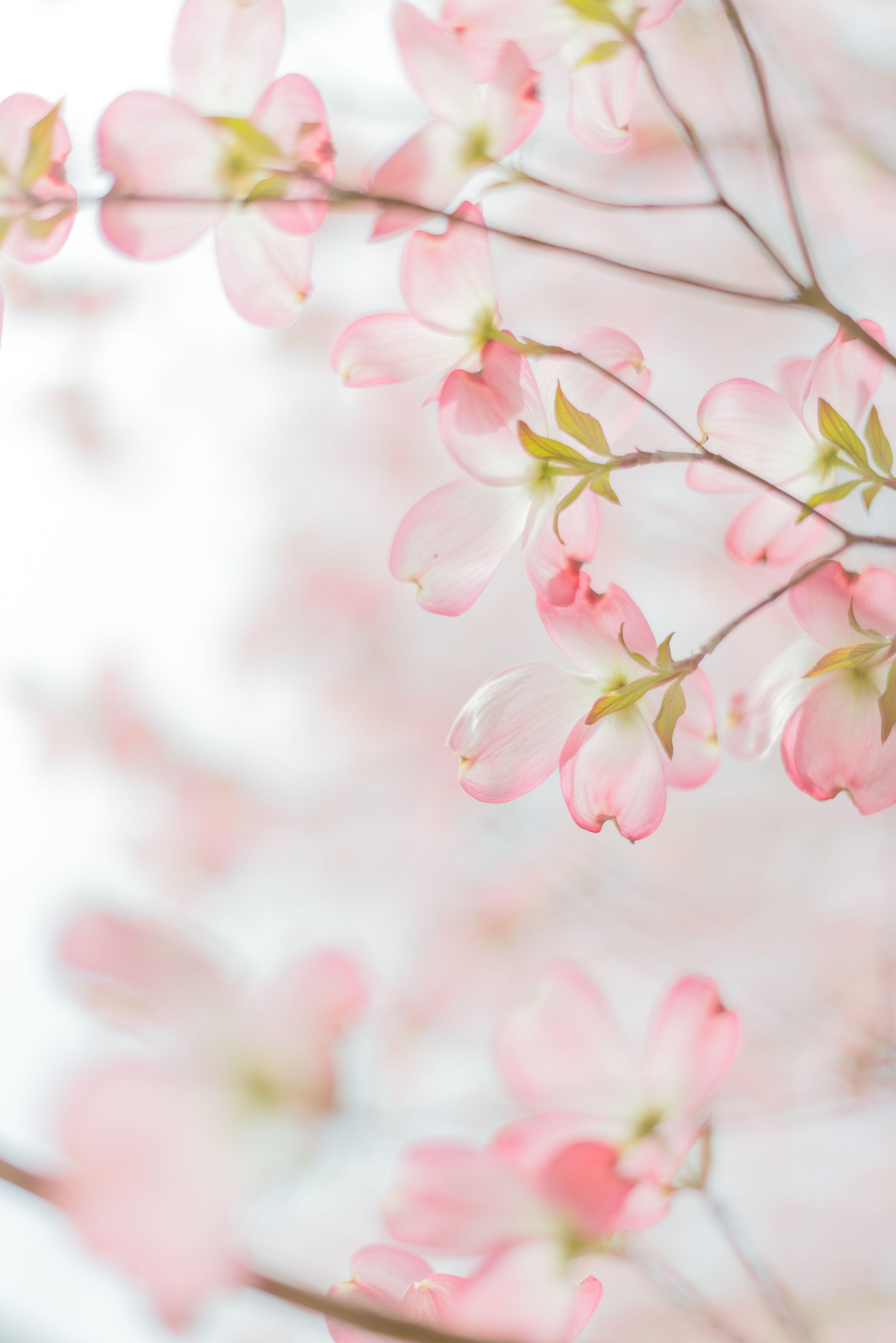 Soft Flower Background | PixLith