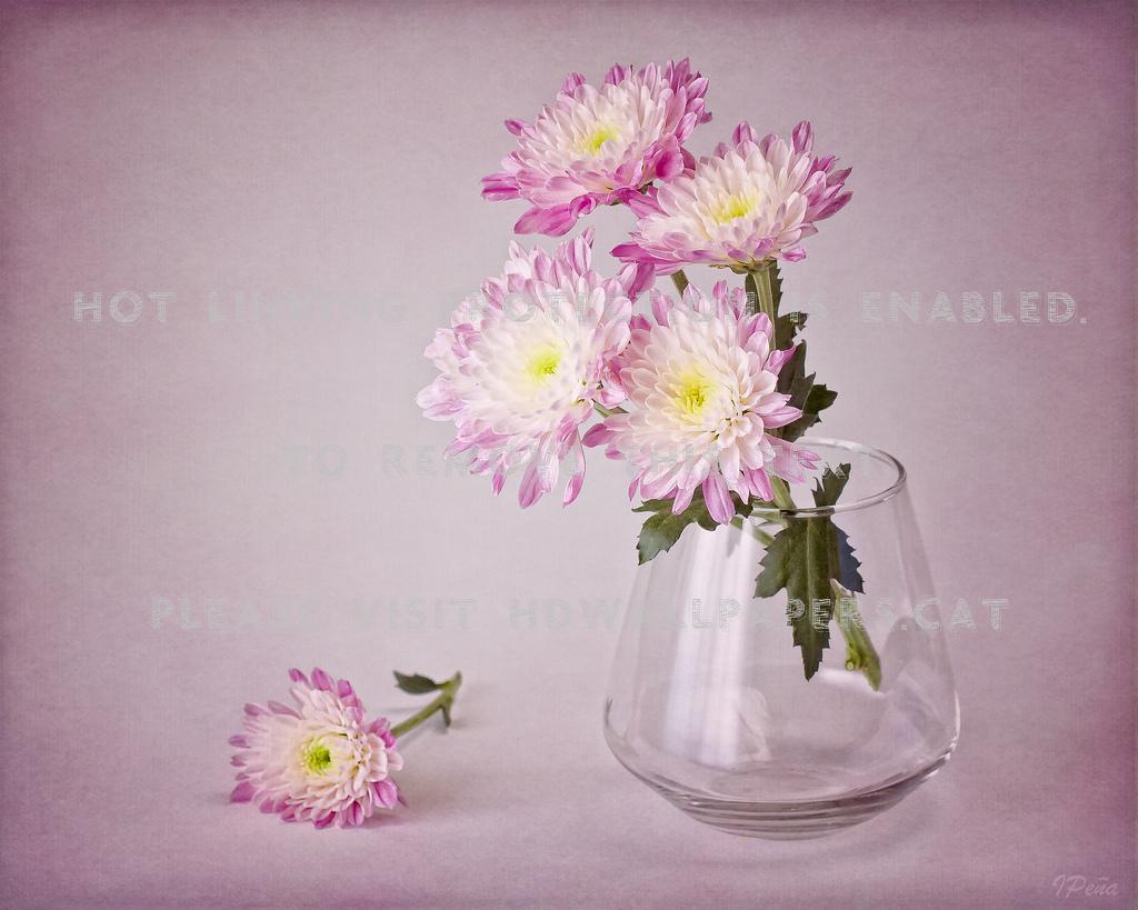 softly still life glass vase pink flowers
