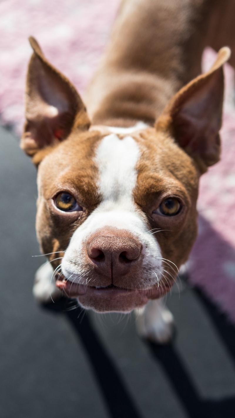Download wallpaper 800x1420 boston terrier, dog, puppy, muzzle