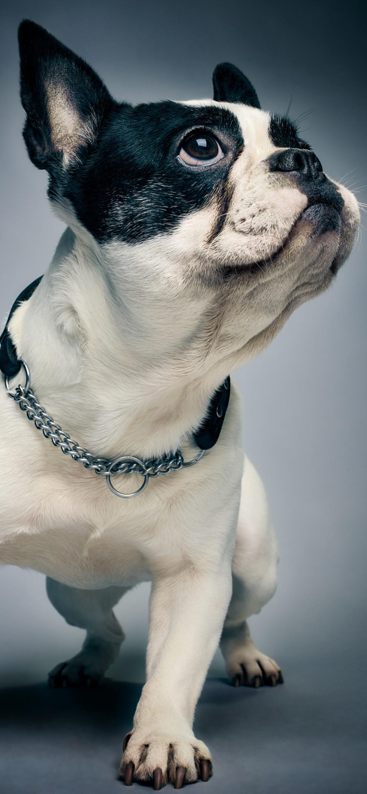 Boston Terrier iPhone XS MAX HD 4k Wallpaper, Image