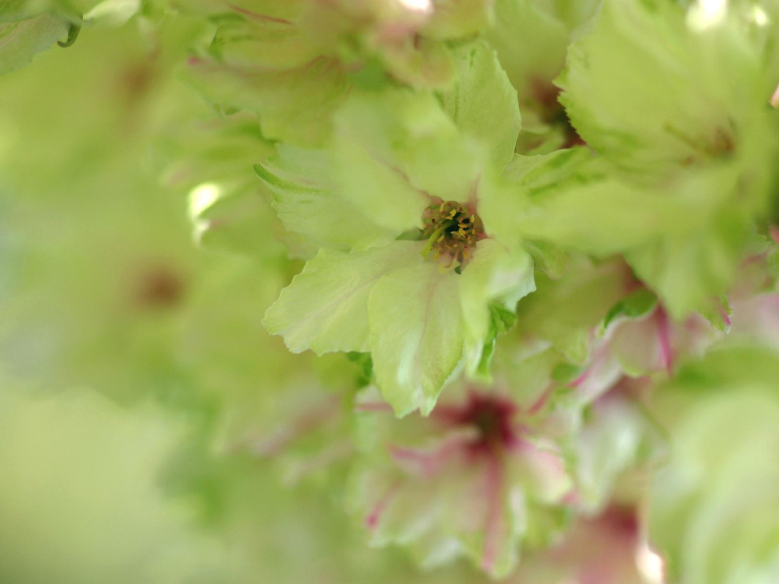 Flowers macro nature soft HD wallpaper. nature and landscape