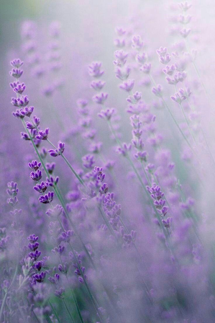 Lavender Fields Photography. Plant photography, Lavender aesthetic, Flowers photography