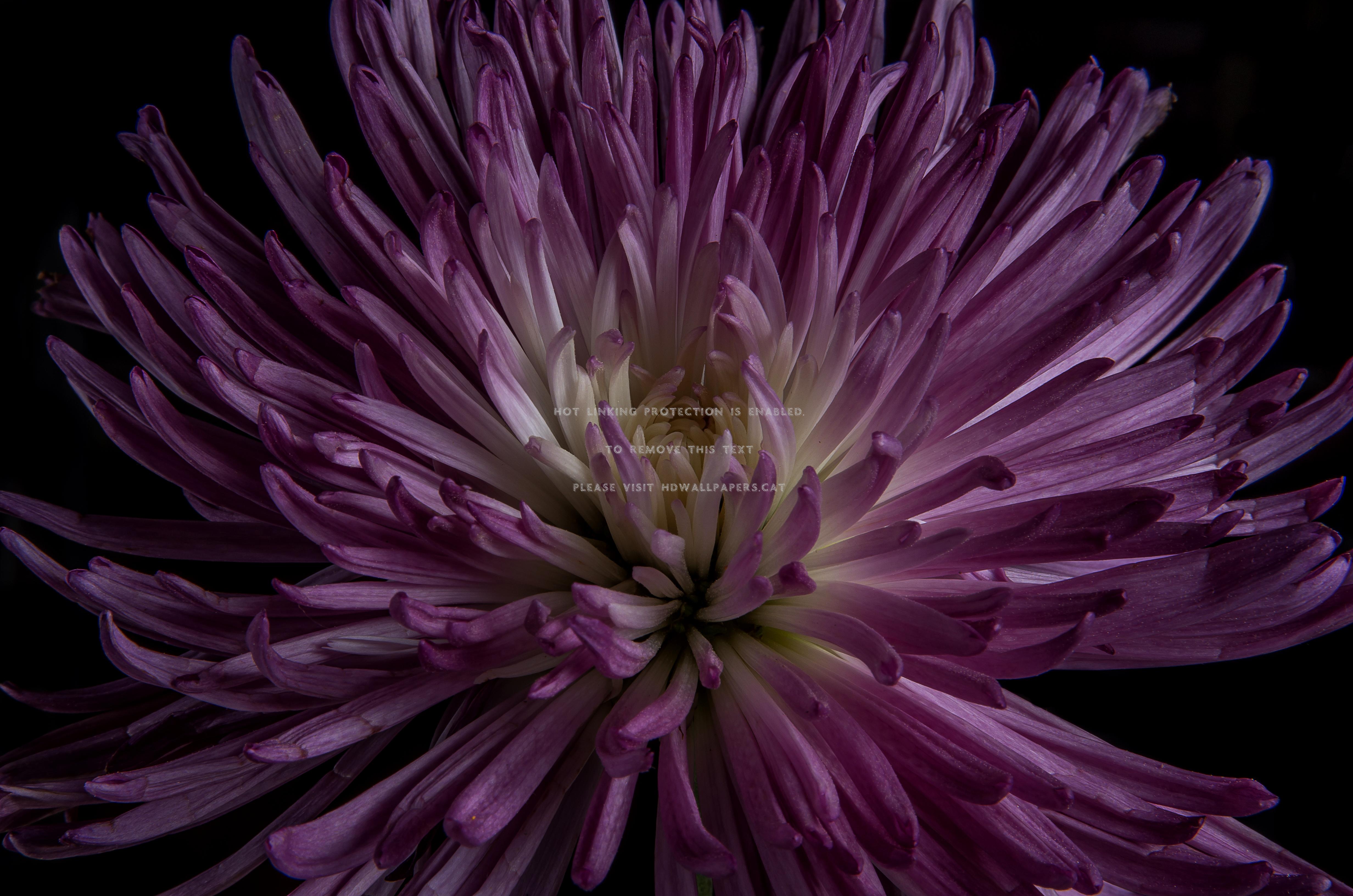 speaking softly yongnuo nevada flower macro