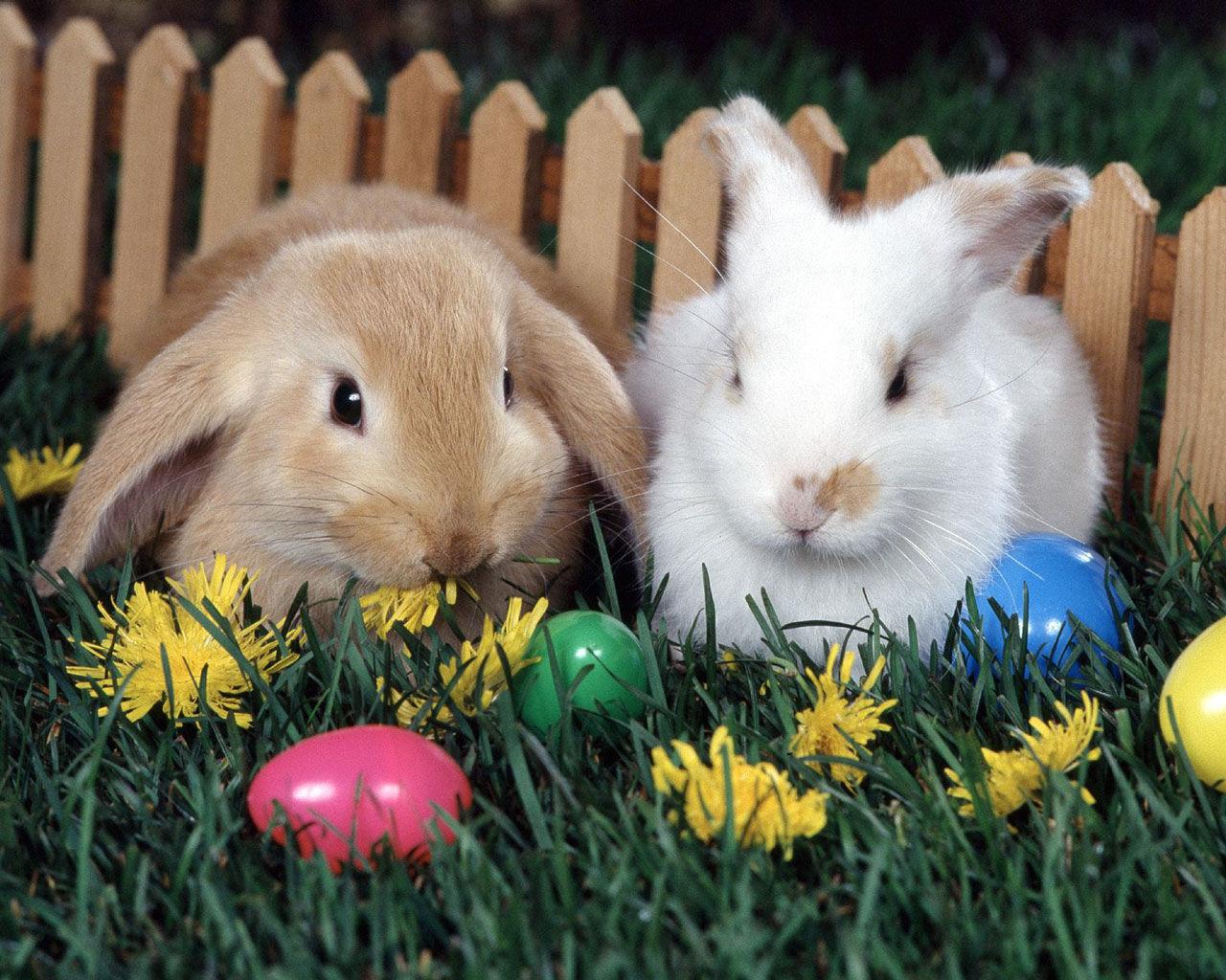 Rabbits Easter Bunny With Eggs Wallpaper