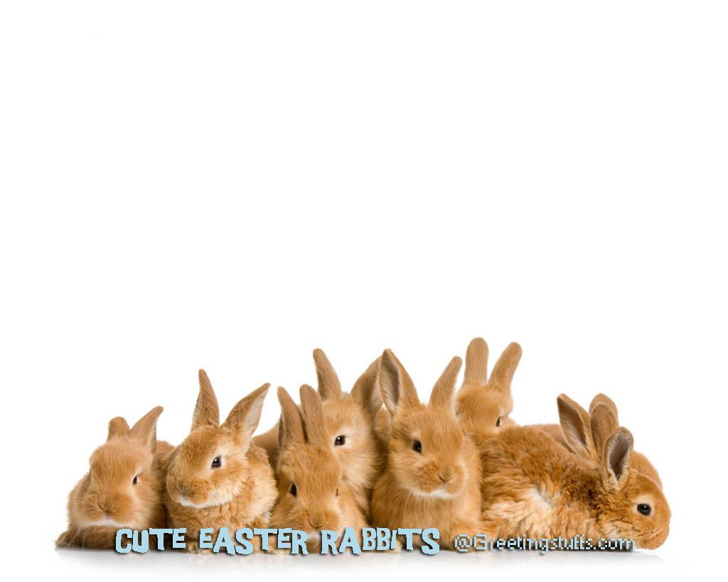 Cute Easter Bunny Wallpaper
