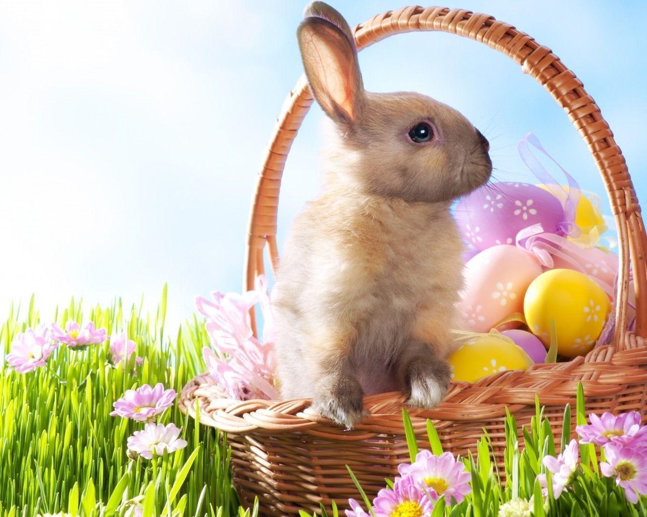 Free download Easter Bunny Wallpaper [1280x1024] for your Desktop