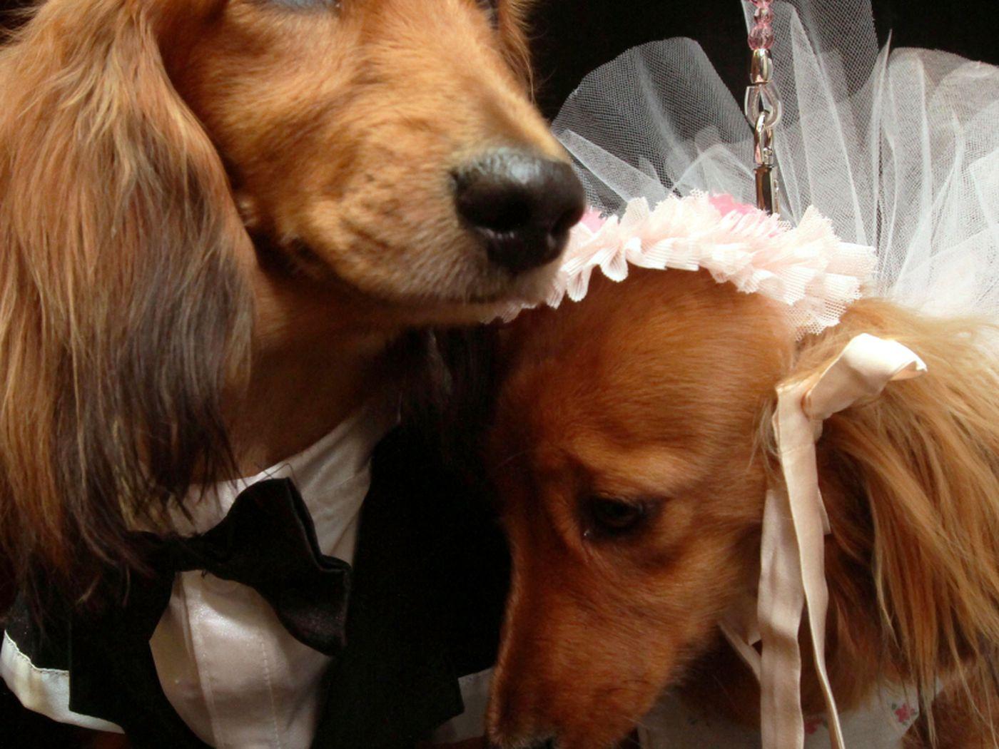 A woman is marrying her dog on Valentine's Day