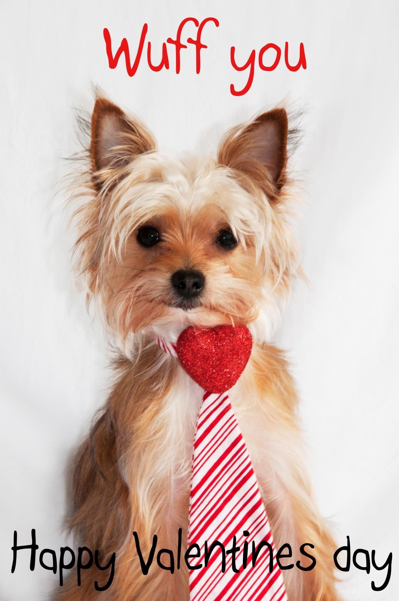 Awesome Happy Valentines Day Yorkie Image
