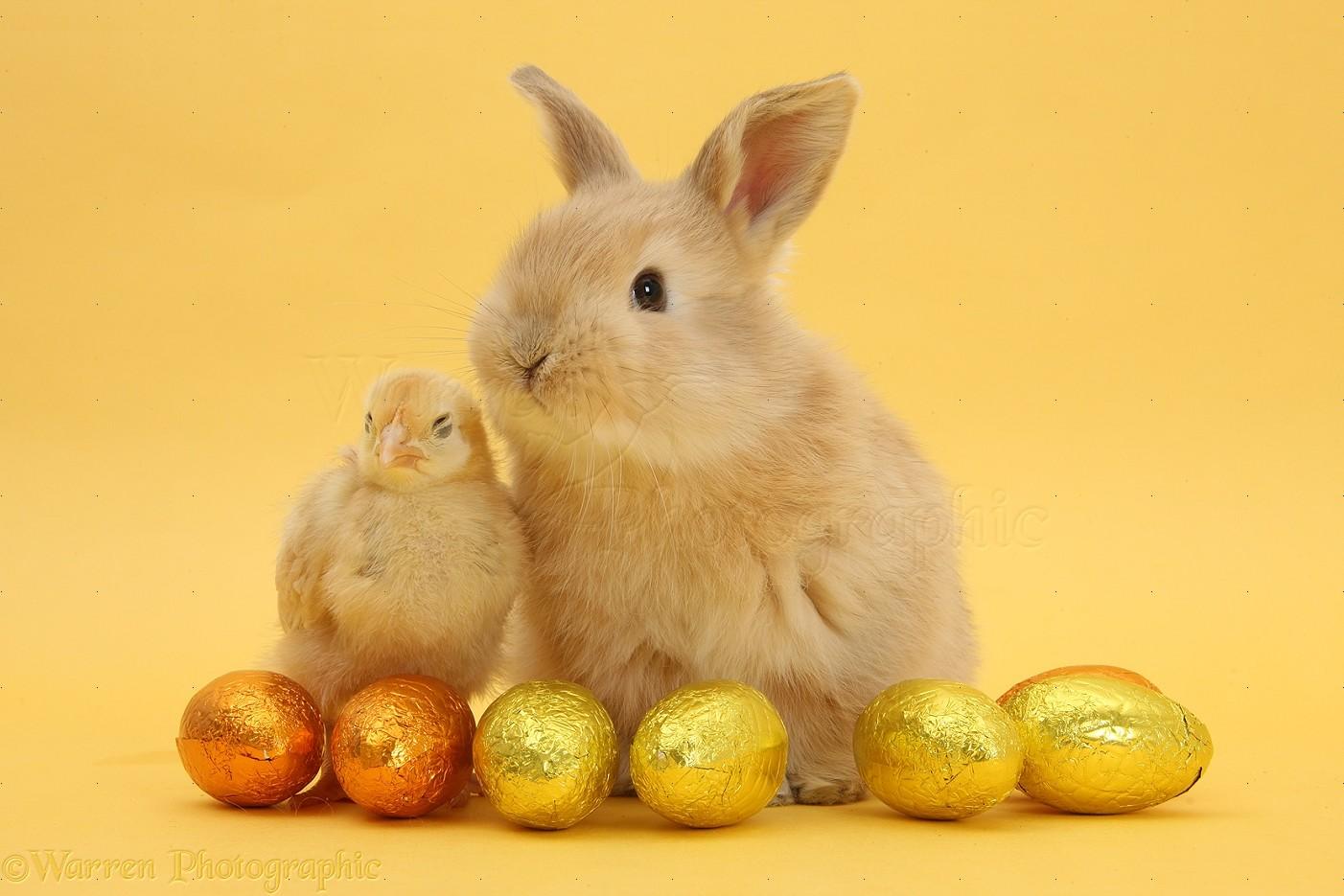 Wp33857 Sandy Baby Rabbit And Yellow Bantam Chick With