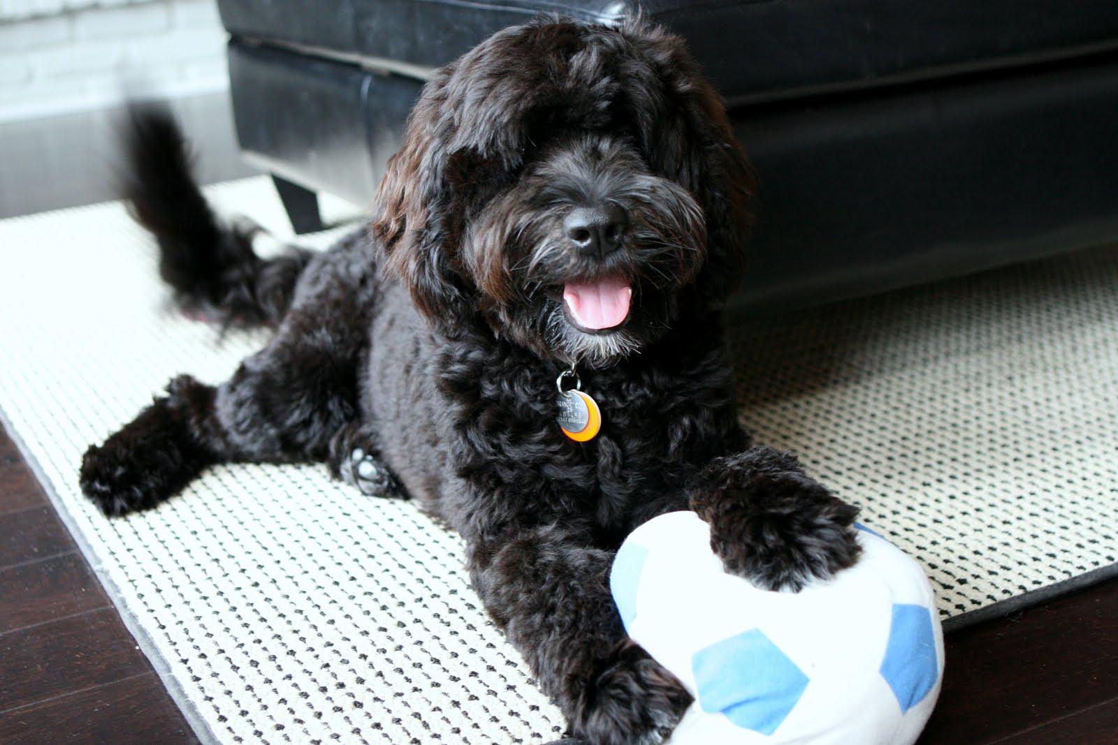 Portuguese Water Dog with a ball photo and wallpaper. Beautiful