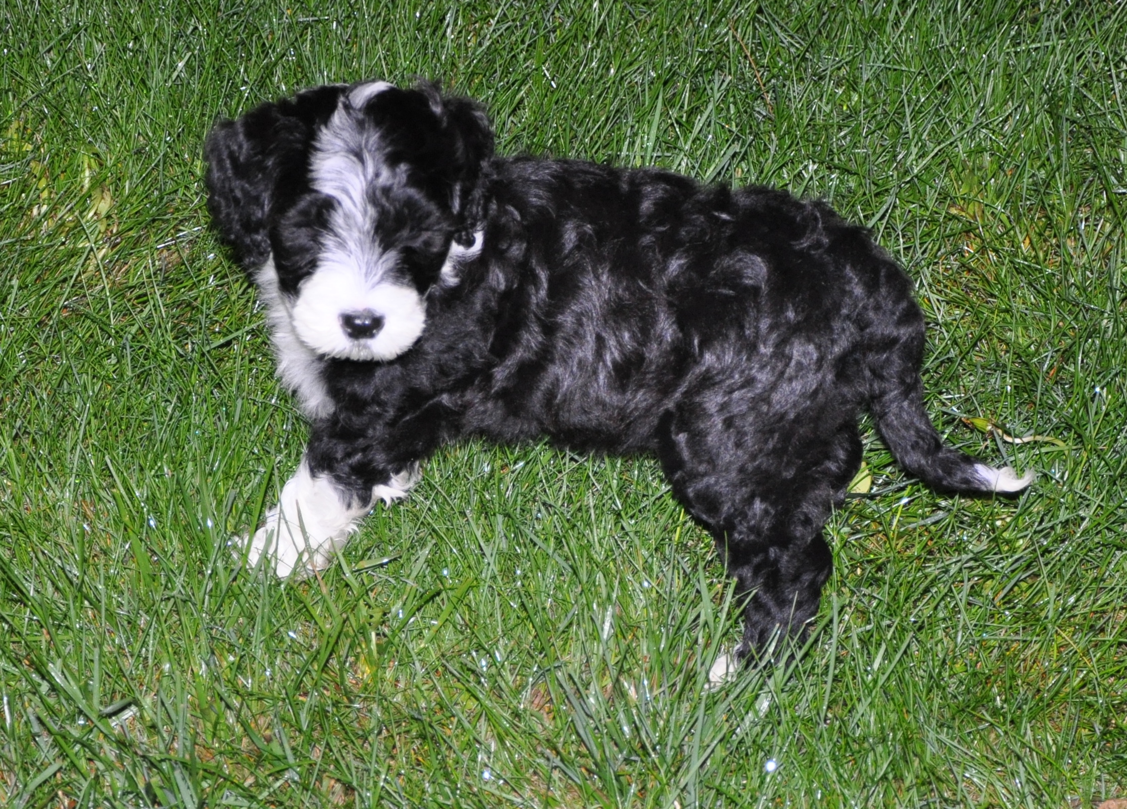 Portuguese Water Dog puppy photo and wallpaper. Beautiful