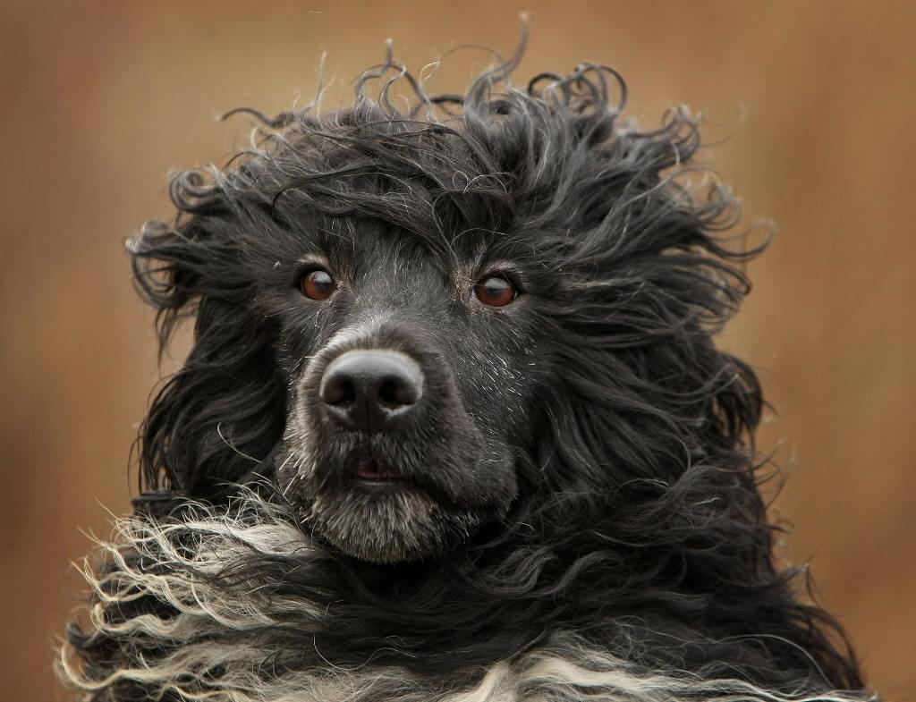 Portuguese Water Dog face photo and wallpaper. Beautiful
