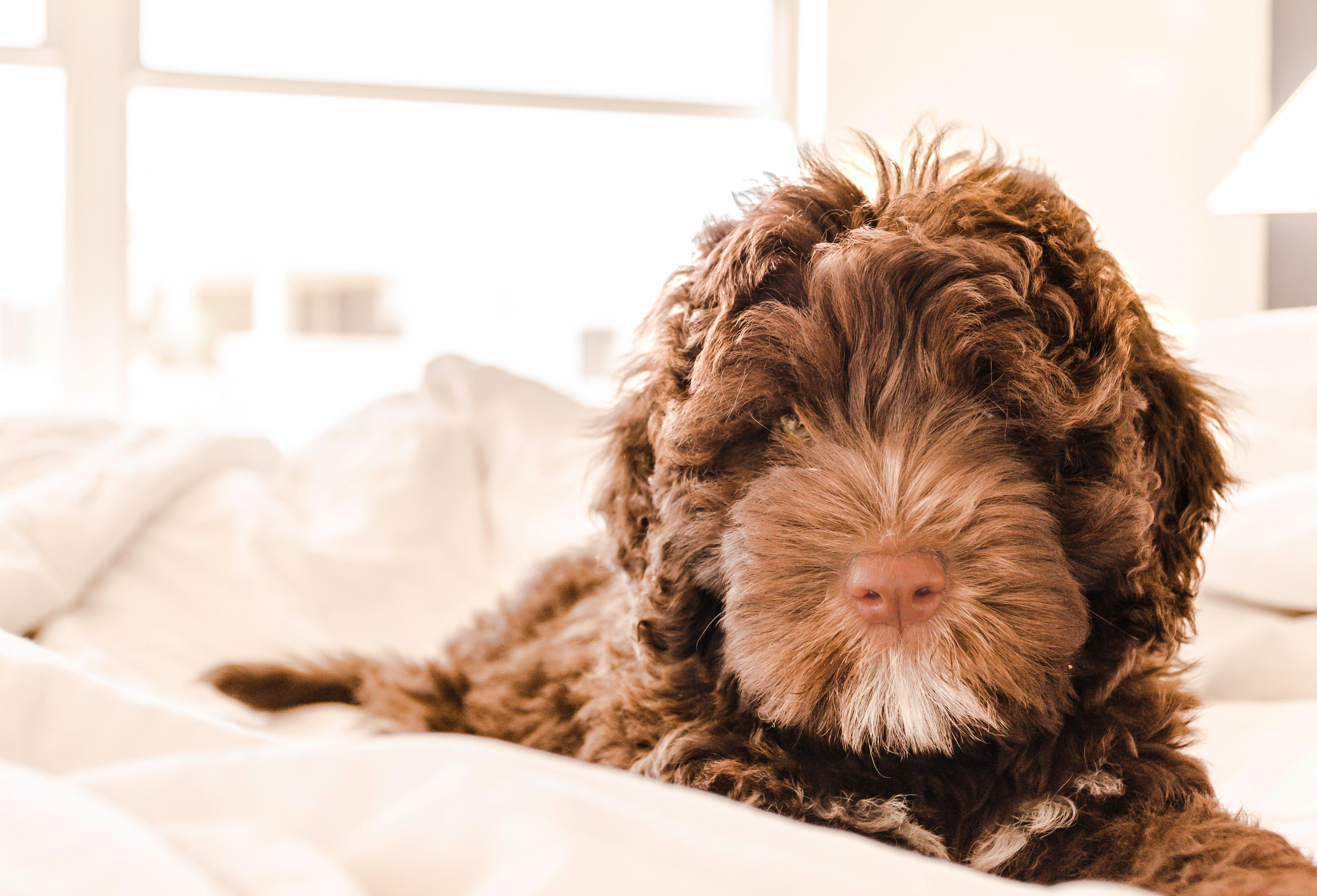 Brown and White Portuguese Water Dog Puppy · Free