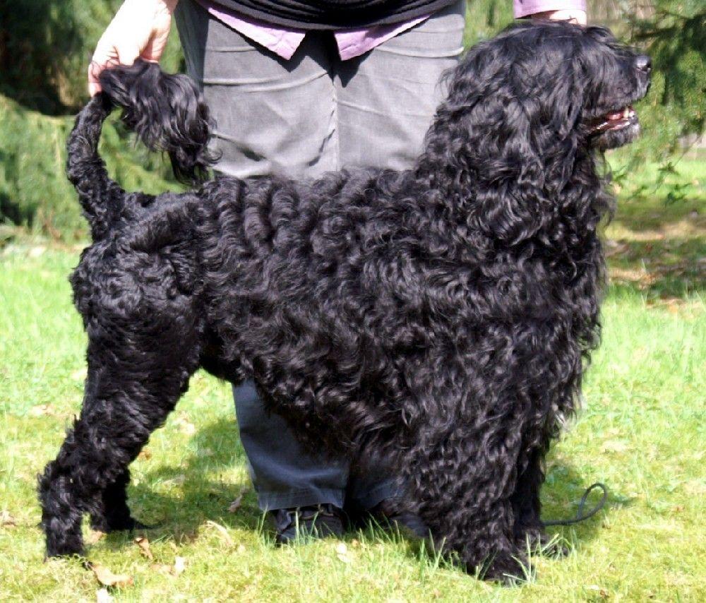 Portuguese Water Dog photo and wallpaper. The beautiful