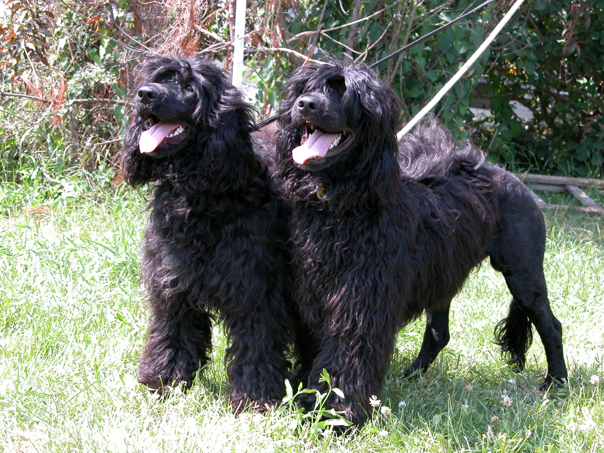 Portuguese Water Dogs photo and wallpaper. Beautiful Portuguese