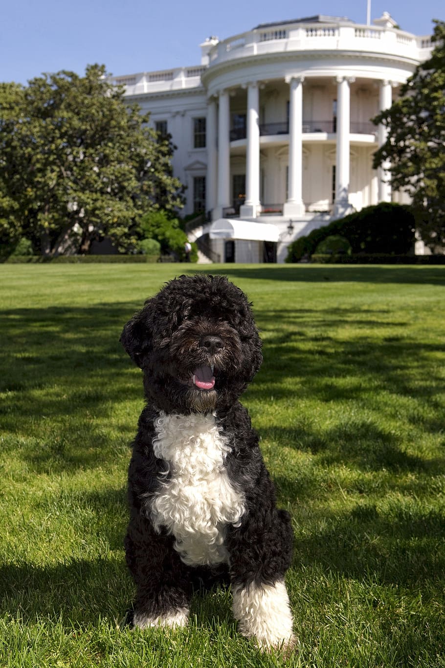 HD wallpaper: adult black and white standard poodle, White House, Portuguese Water Dog