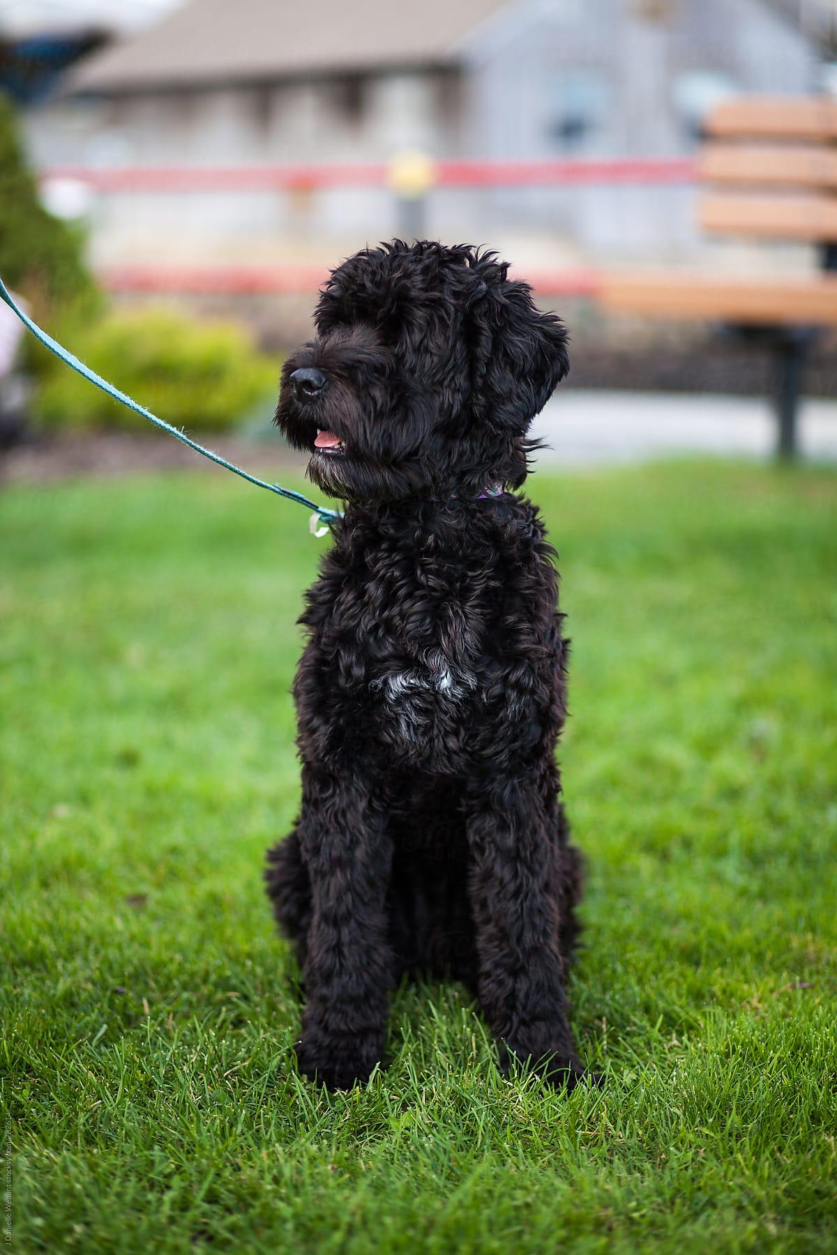 A Portuguese Water Dog puppy sitting in grass outside while