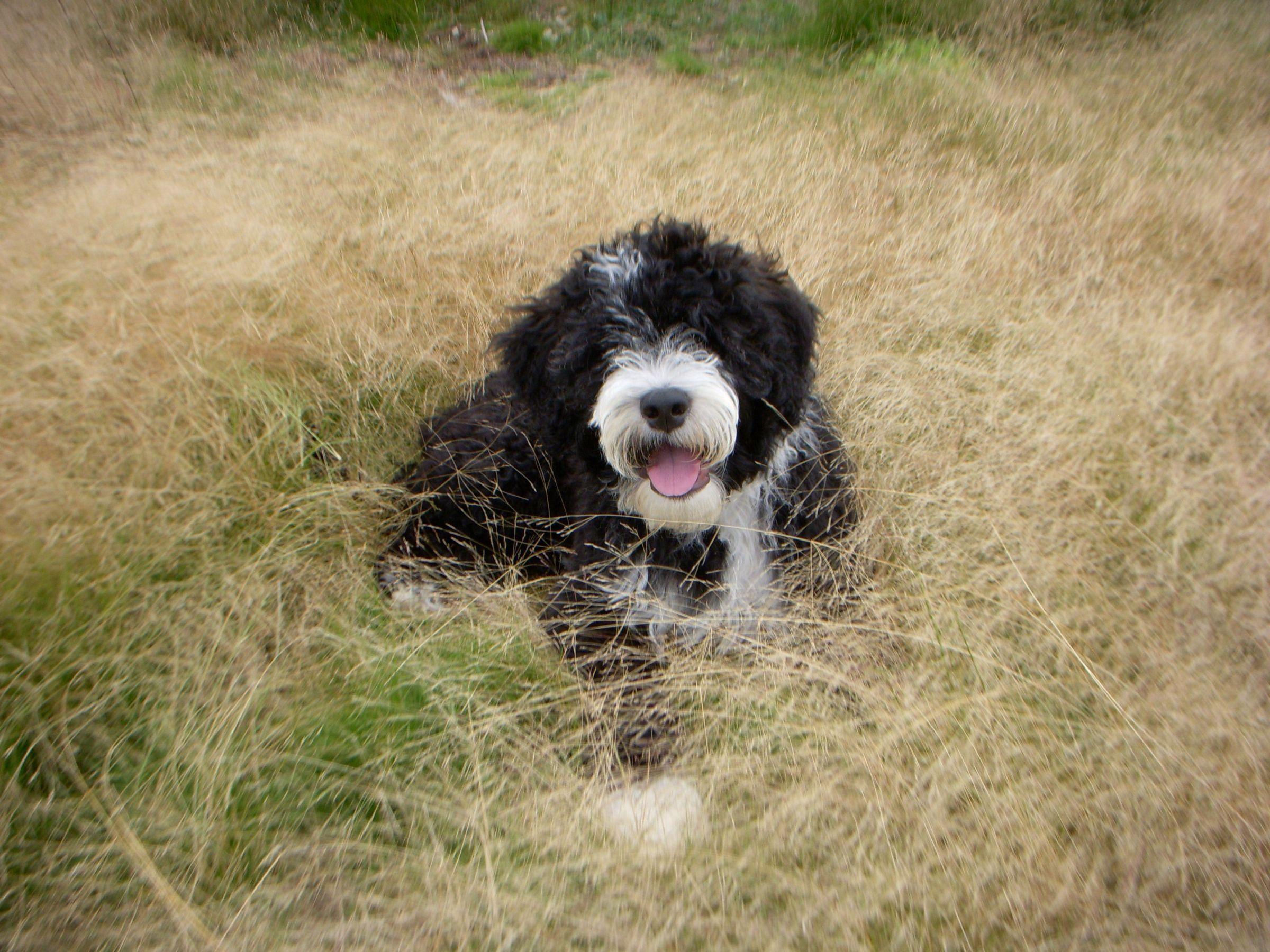 Portuguese Water Dog. Picture, Info, Reviews. Portuguese water