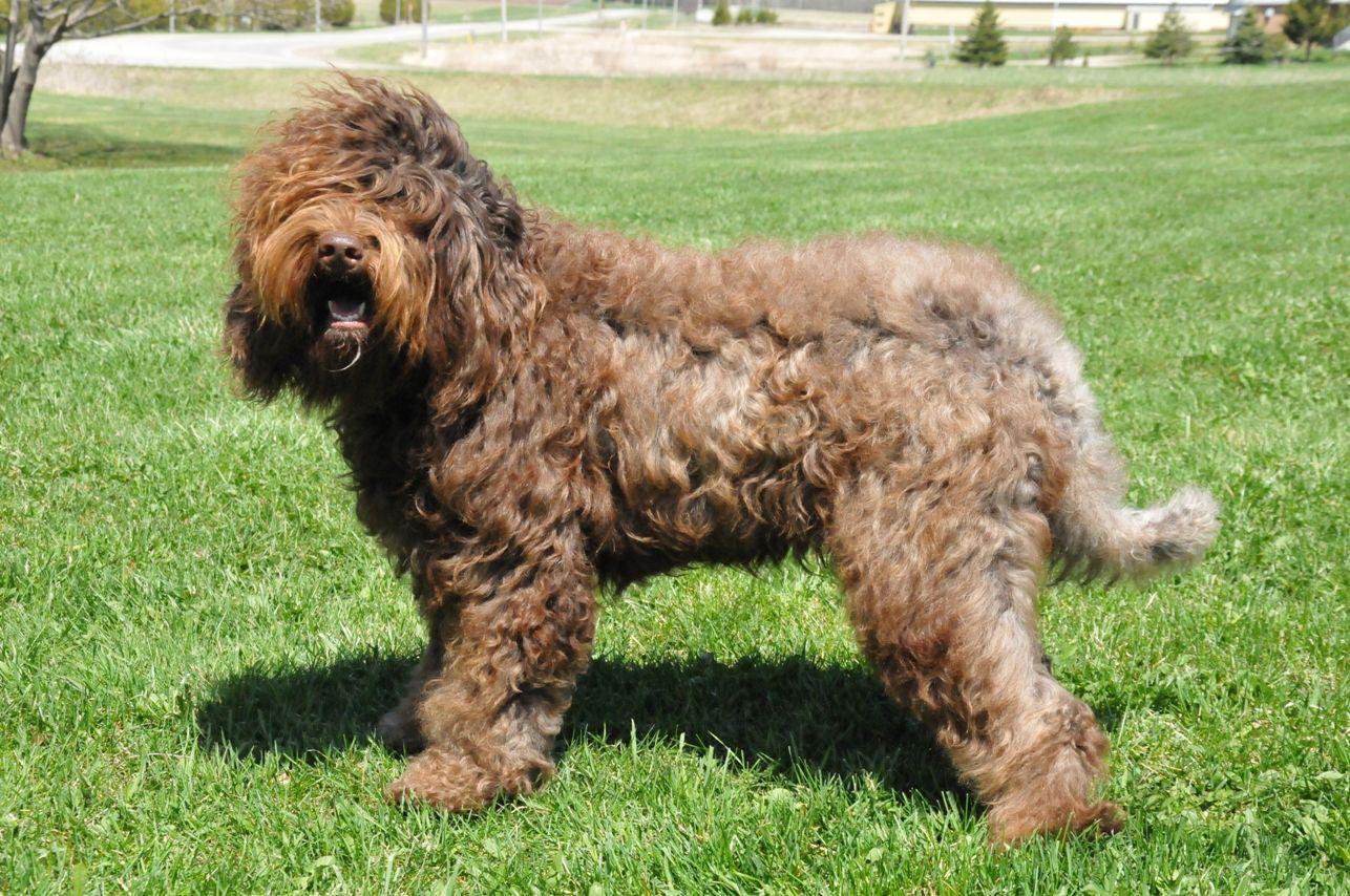 Barbet Dog Breeds Picture. beyond cute. Dog breeds picture
