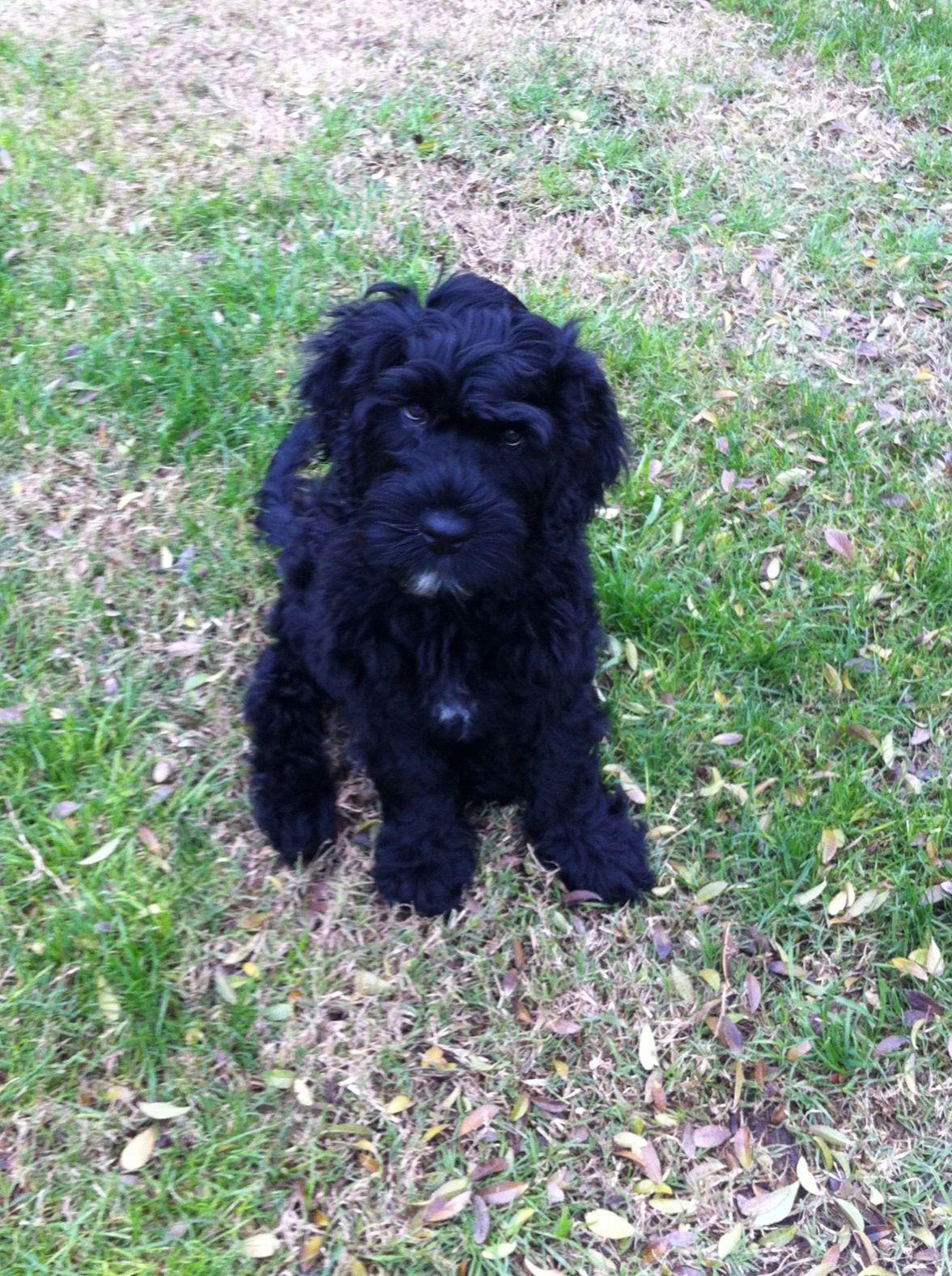 Adorable baby Demo the Portuguese Water Dog. Portuguese water dog