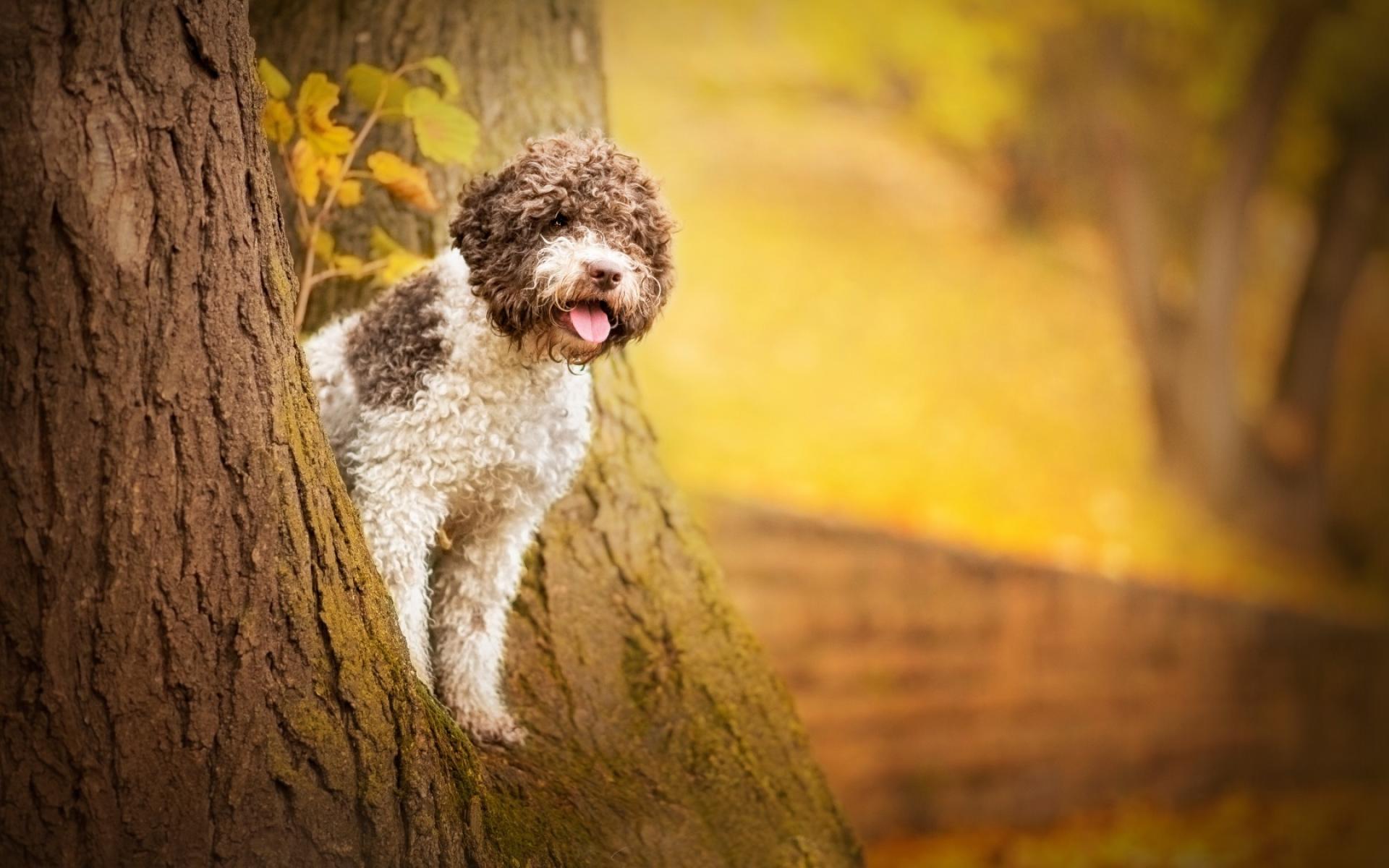 Download wallpaper Spanish Water Dog, forest, curly dog, pets